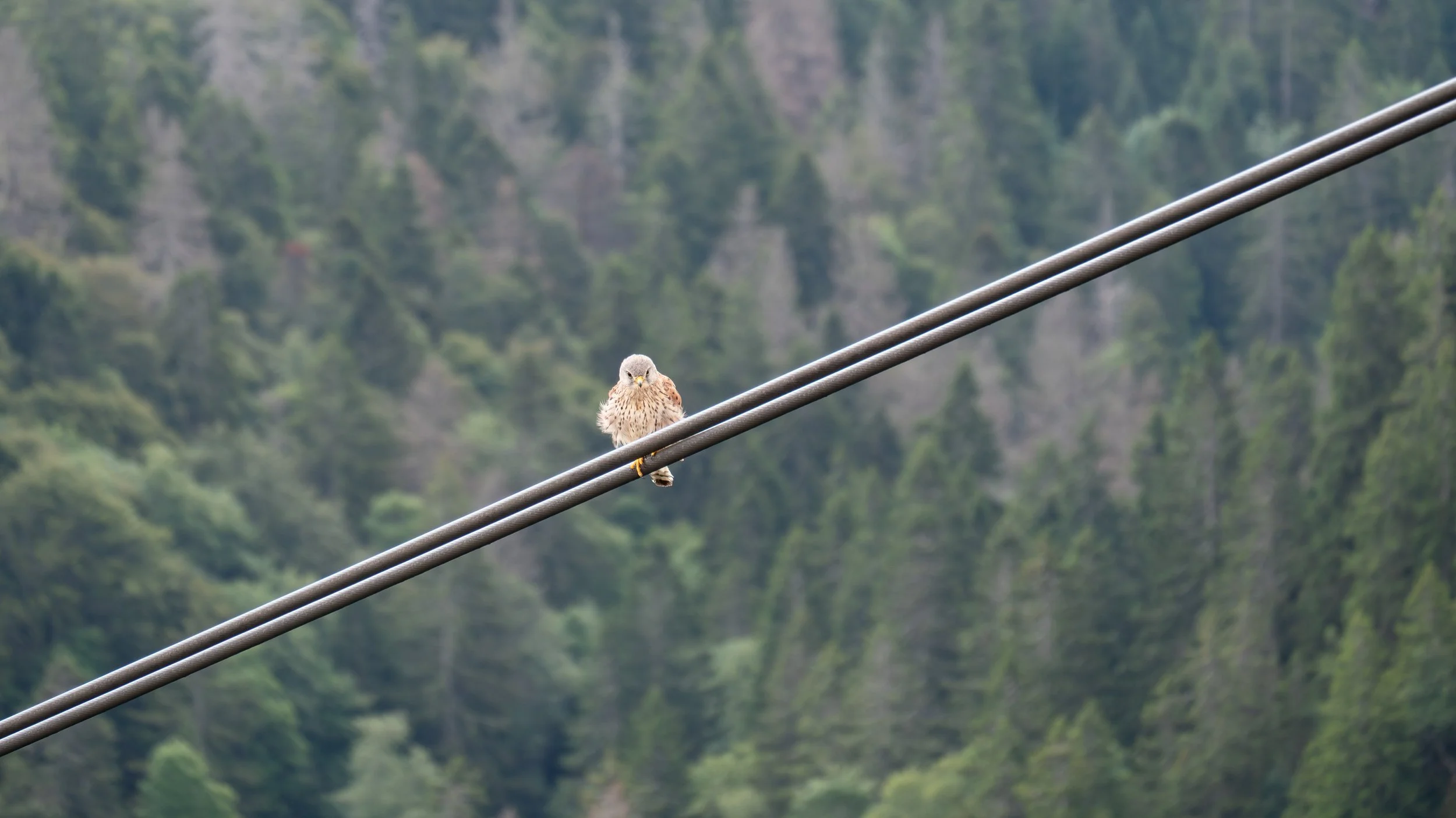 © Moritz Scheiwiller