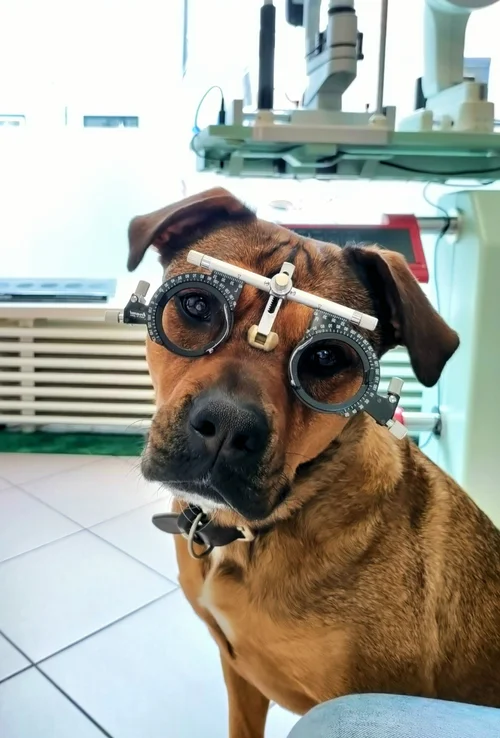 Frieda, die Schmuse- und Chill-out-Meisterin von Optik Herzog