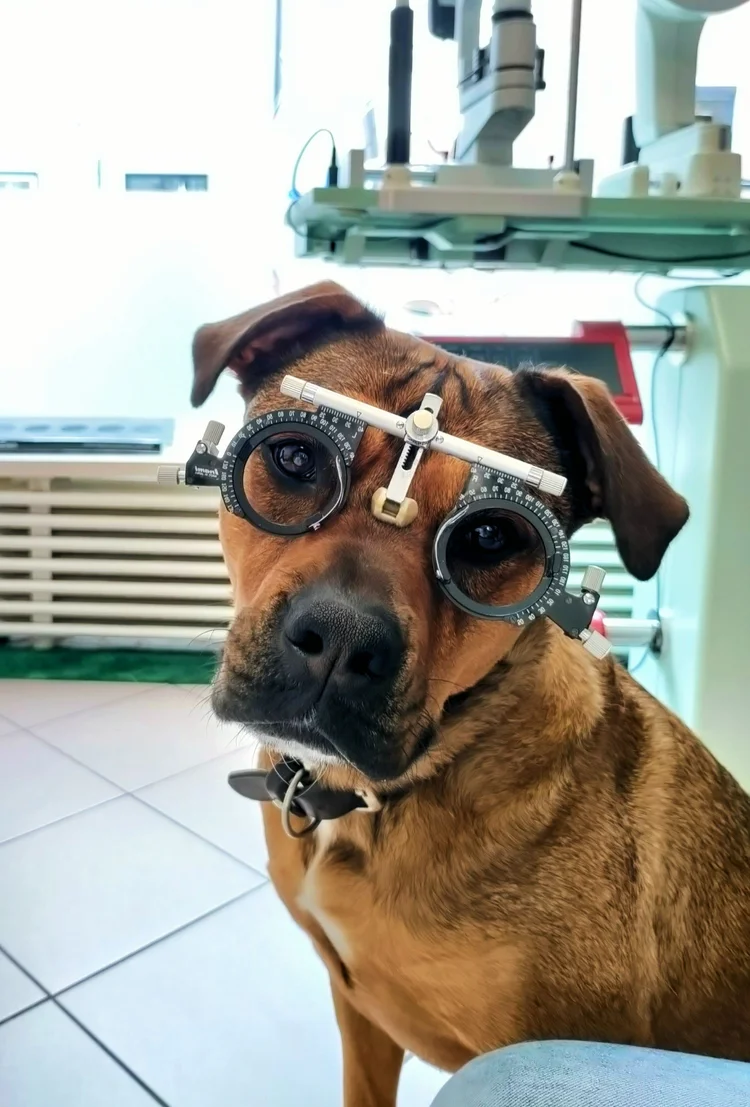 Hund Frieda trägt eine Sehtest-Brille mit Messgerät-Aufbau