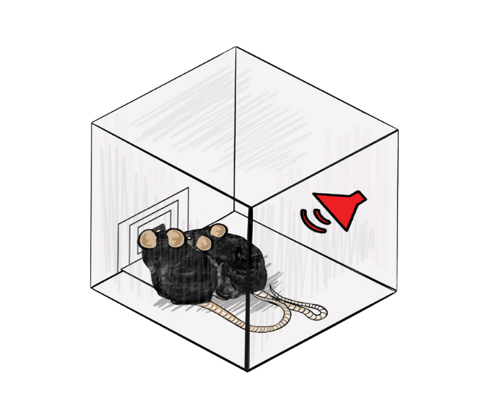 Drawing of two mice in a clear box hearing a sound