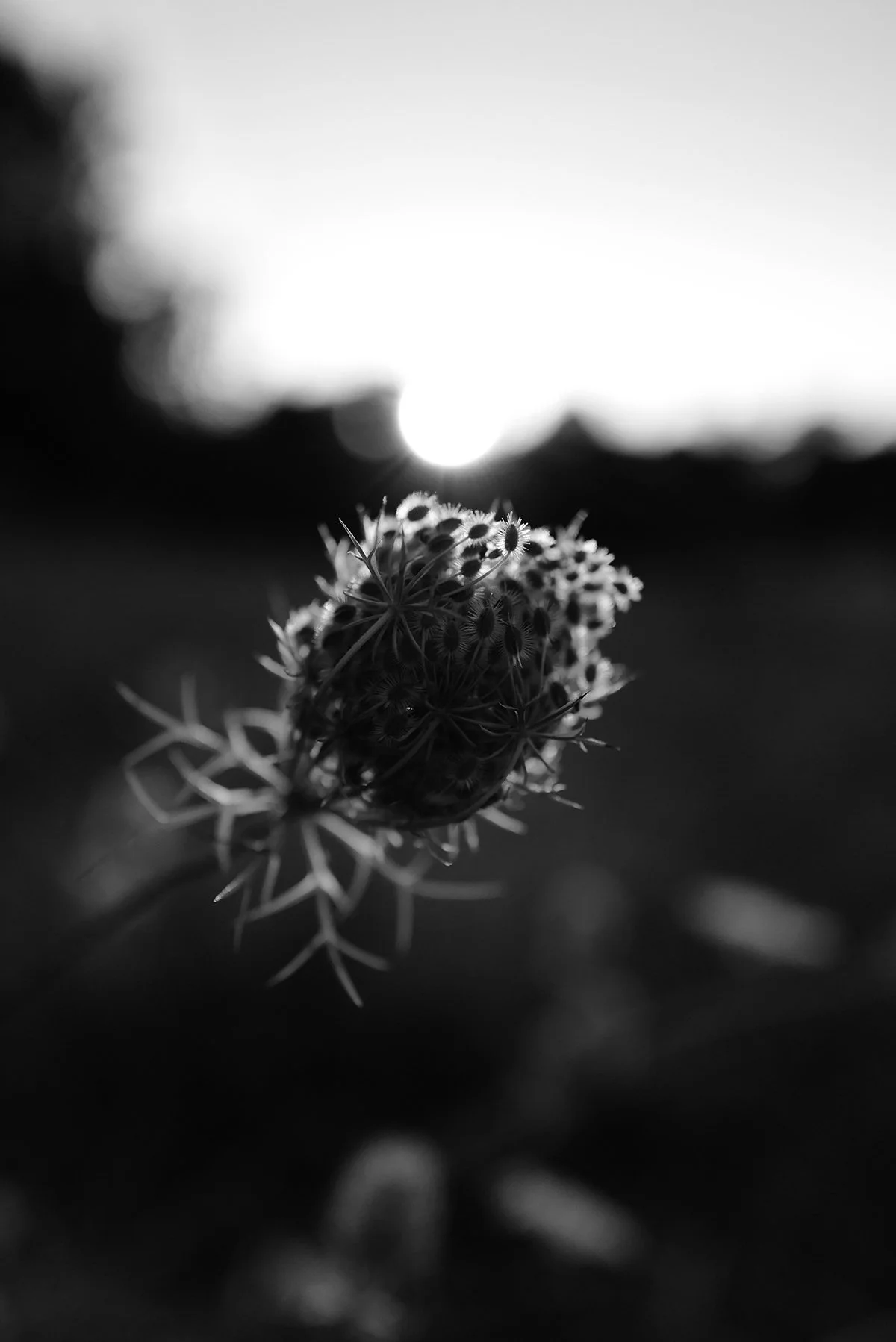 Black and white close-up of a flower bud against a blurred background.