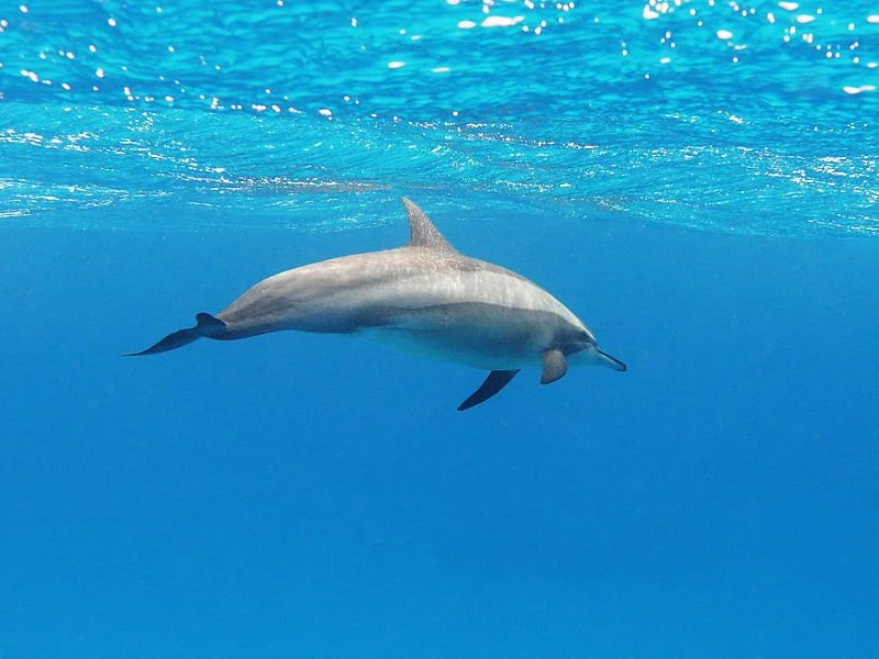 A_spinner_dolphin_in_the_Red_Sea.jpeg