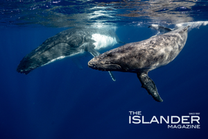FarSounder’s New Whale Spotting and Safe Vessel Operations Class