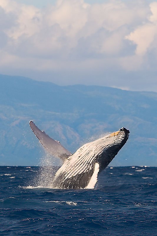 Marine Mammal Safety