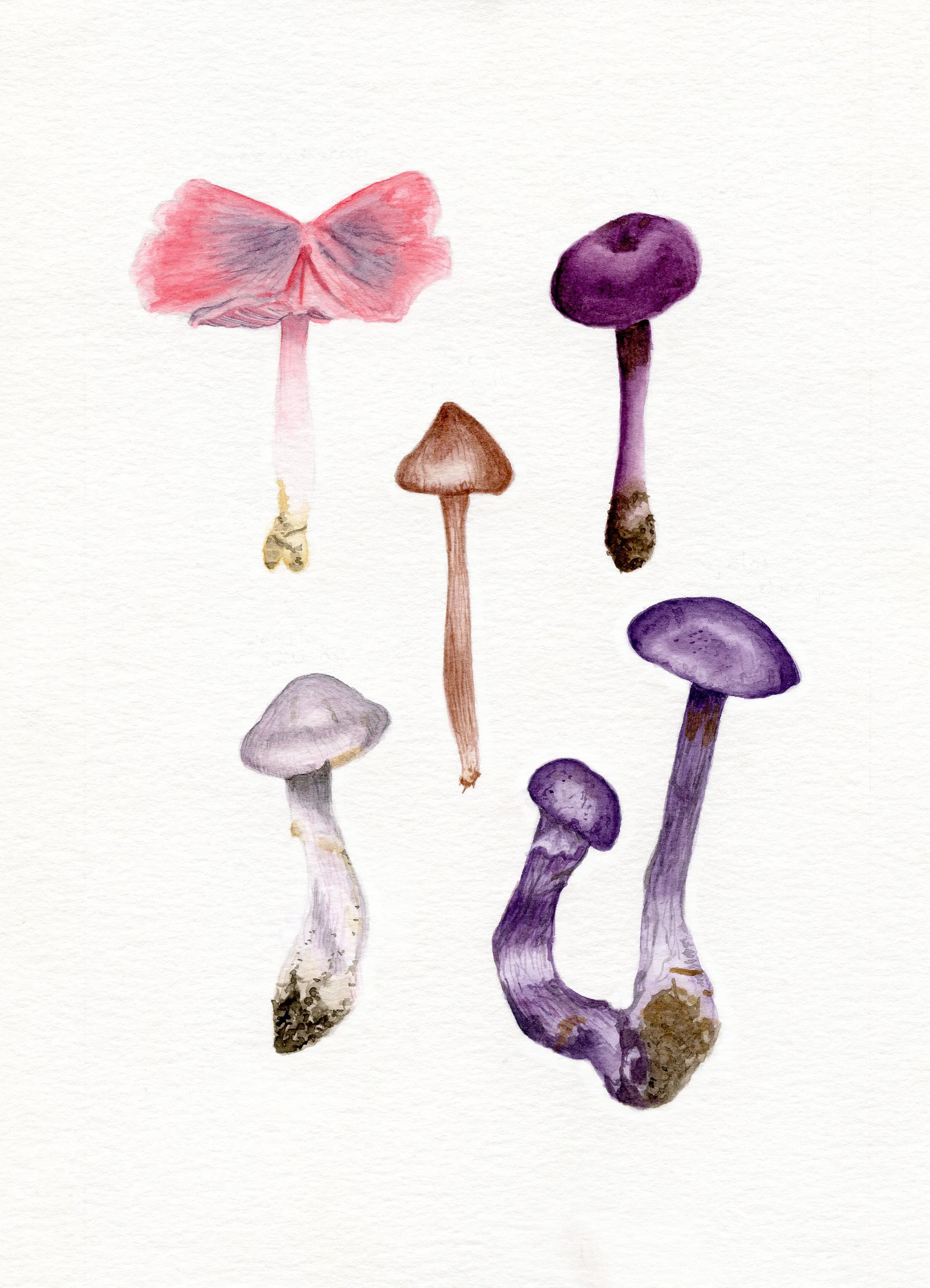 Mushrooms Edit.jpg