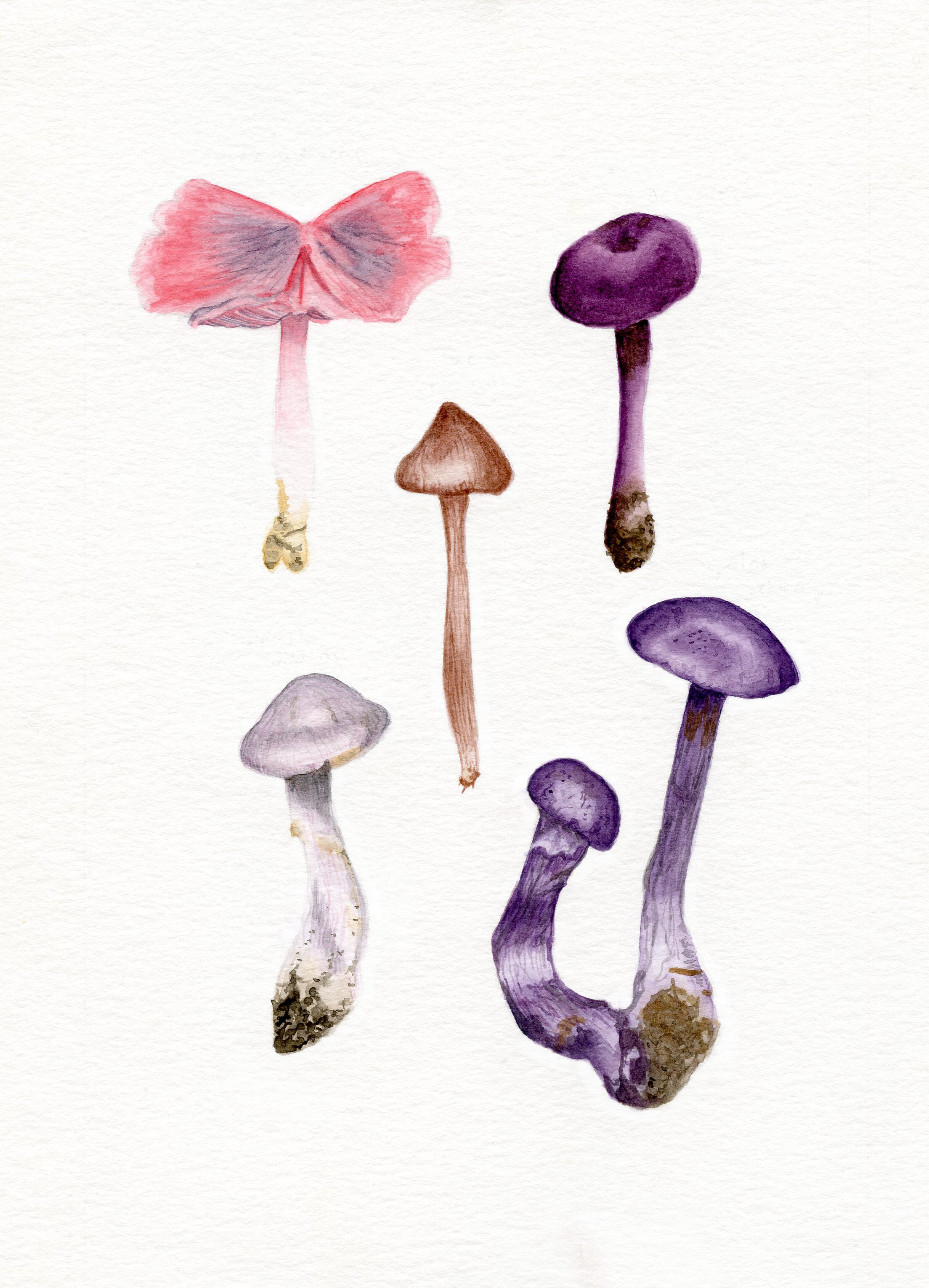 Mushrooms Edit.jpg