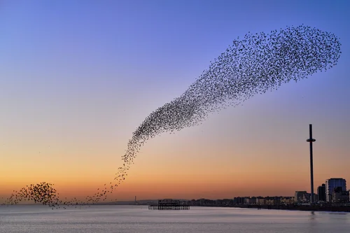 Which Species Birds Murmuration: Stunning Flocks That Amaze