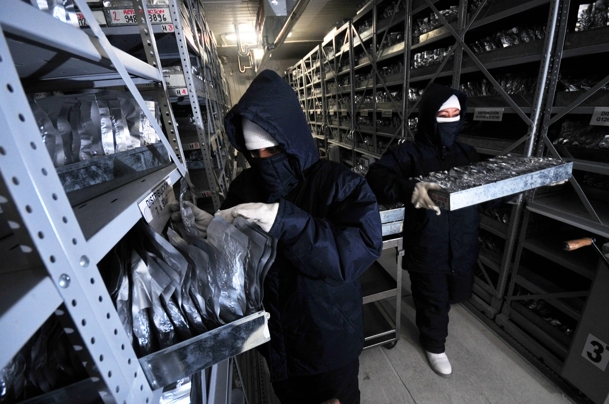 Members of CIAT's Genetic Resources Program work at minus 20 degrees Celsius in the institution's gene bank.