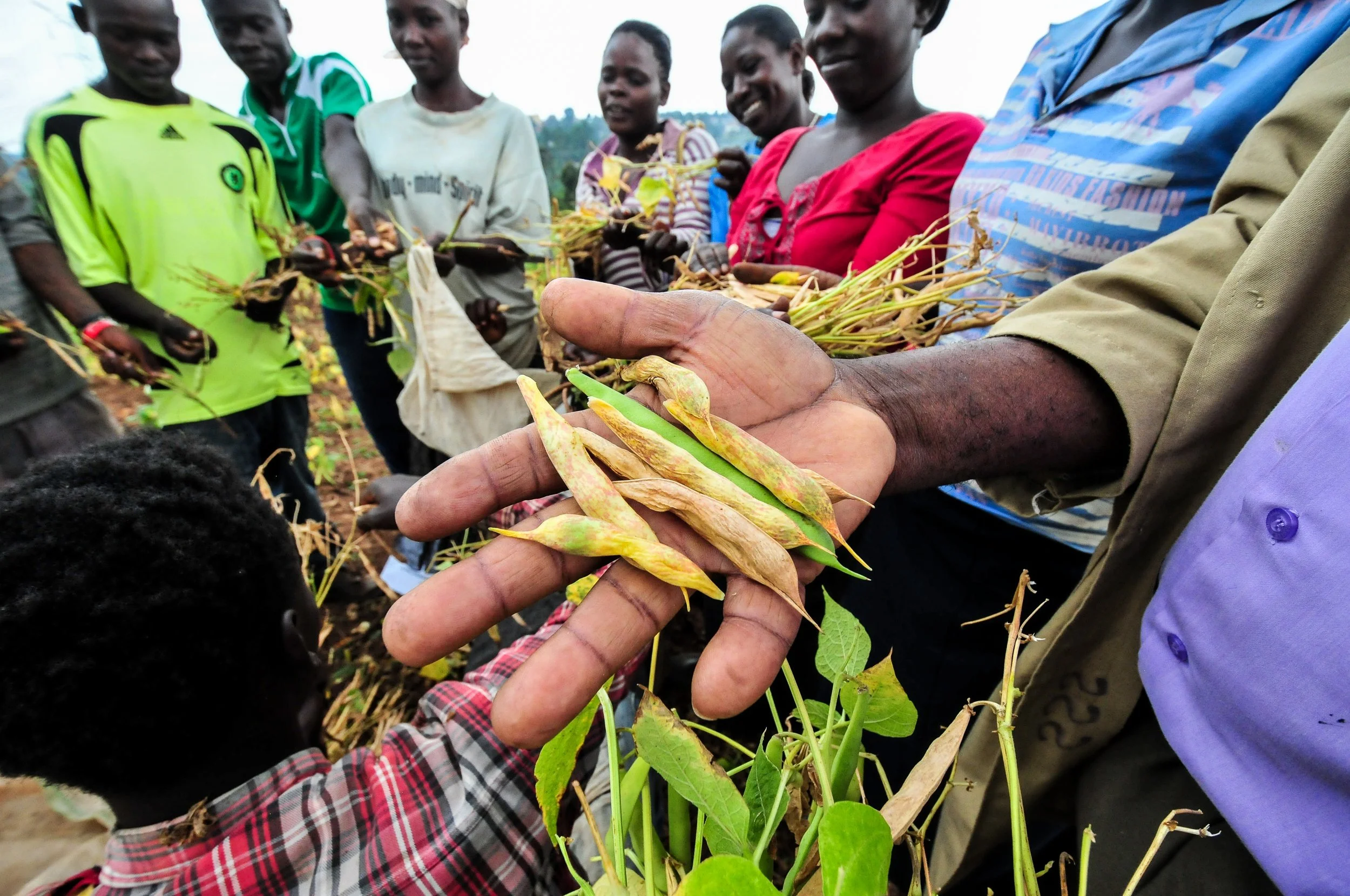 CIAT’s bean genebank at Kawanda research station, Uganda, receives new varieties from Colombia and safeguards beans across Africa. 