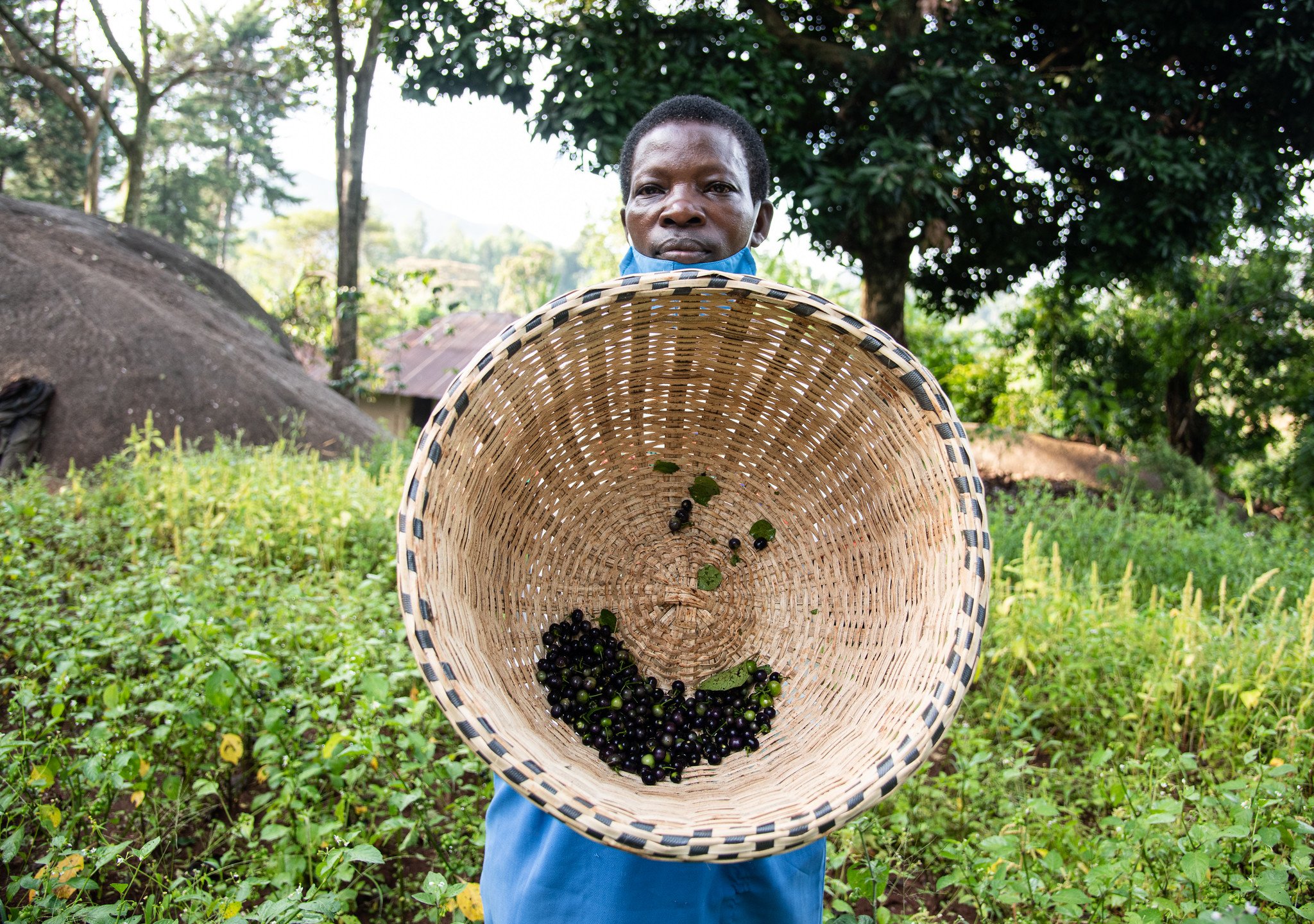 Researchers and farmers have established a community seedbank to cultivate traditional crops in Vihiga, Kenya. Here Elizabeth Omusiele shows the diverse seeds she is growing on her farm. 