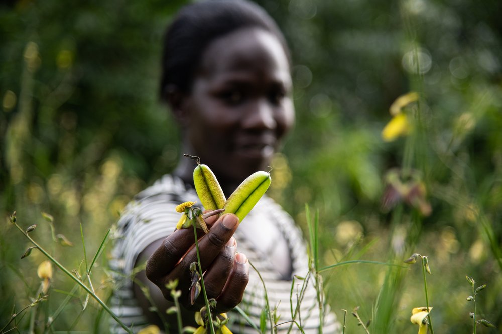 Diverse seeds grown by Pauline Odera, a farmer who also runs the seedbank at Vihiga, Kenya. 