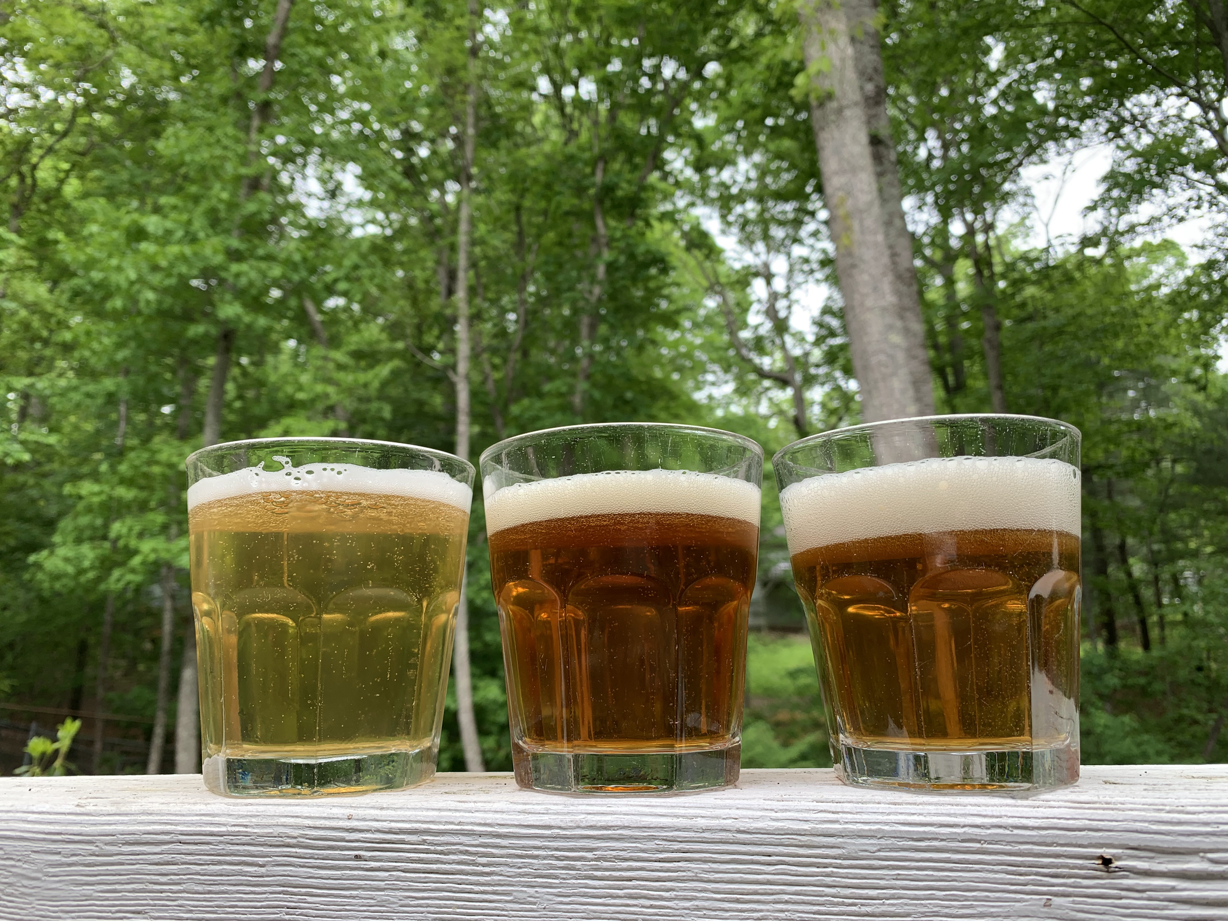  Homebrewed light lager and Vienna lager (left and center), both brewed with Fermentis W-34/70 lager yeast, sparkle alongside Belgian tripel (right) brewed with White Labs WLP500 Monastery Ale Yeast. Finished beer showcases the beneficial partnership