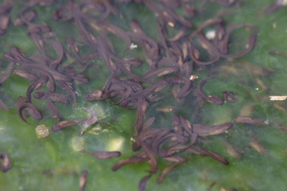 Newly hatched wood frog tadpoles in a drying pool.