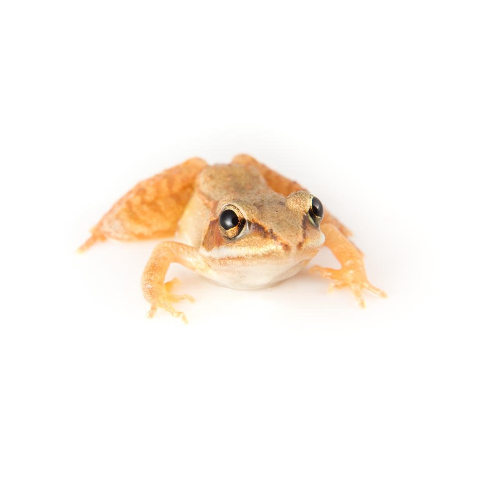 Wood frog (adult)