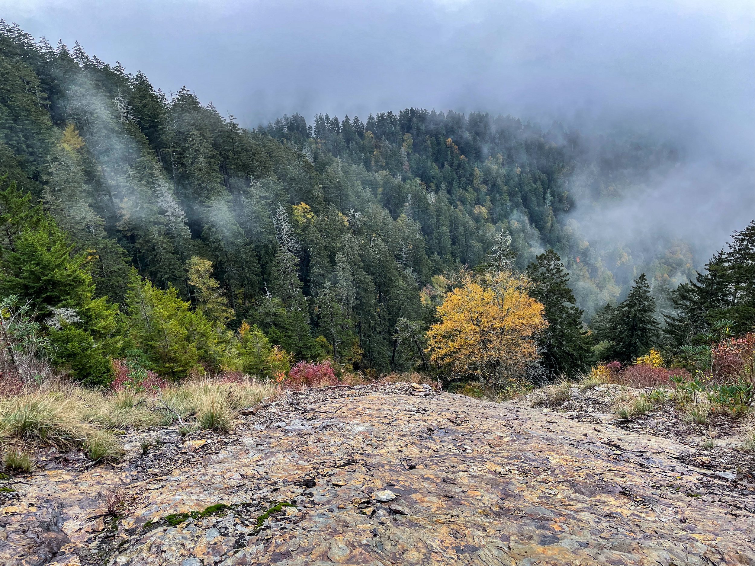  Along the trail to Mount LeConte, near the popular LeConte Lodge, the “smoke” of the Smoky Mountains often clings to bushes and treetops. Image credit: Jeffrey Rose, edits by Rachel Lense for The Science Writer 