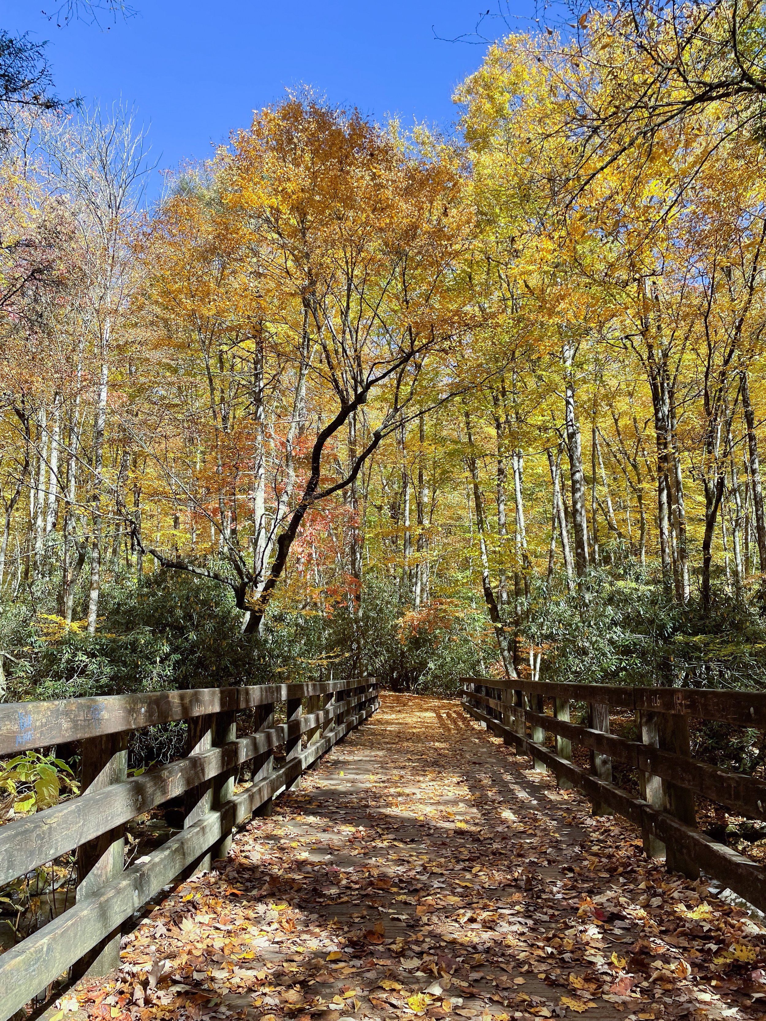  A view from the wooden bridge at the start of the Chimney Tops Trail shows the peak of the forest’s fall celebration. Image credit: Jeffrey Rose, edits by Rachel Lense for The Science Writer 