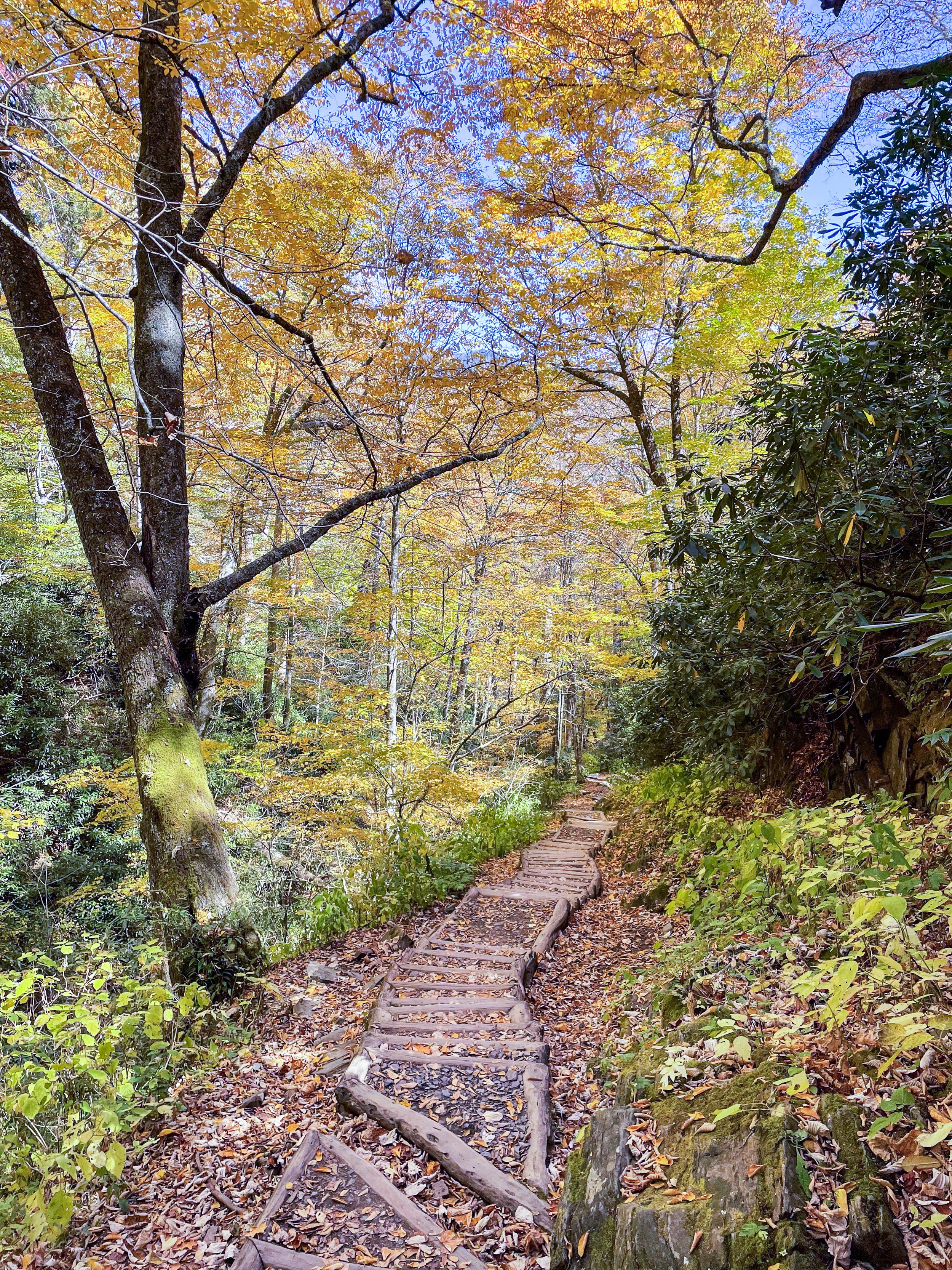 Wooden steps created and maintained by the park and local volunteer group Friends of the Smokies ensure trails are more accessible to novice hikers and reduces erosion along the paths. Image credit: Jeffrey Rose, edits by Rachel Lense for The Scienc
