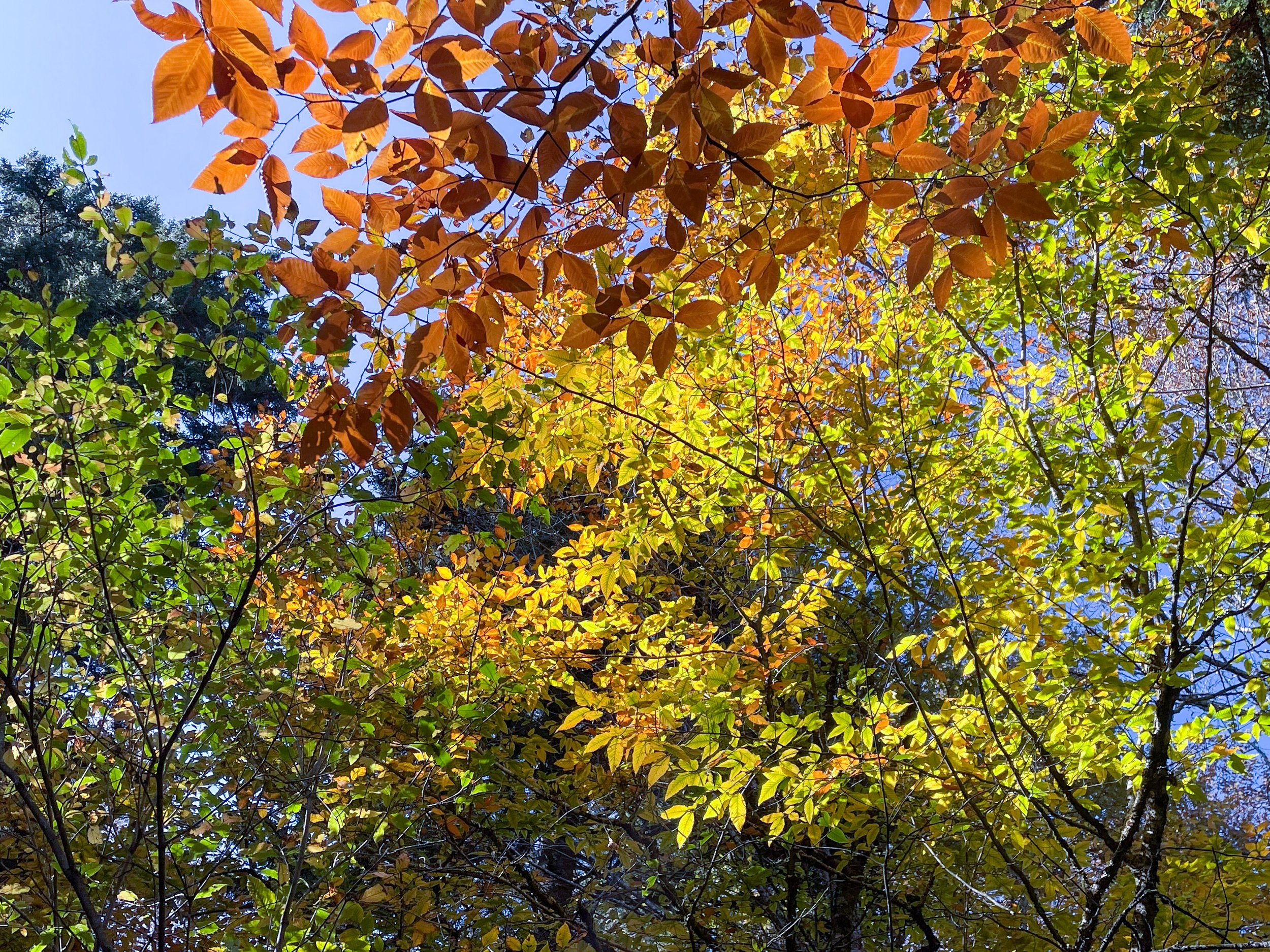  As the summer growing season draws to a close, green pigments deteriorate within the yellow maple, sugar maple, sweetgum, and hickory trees, providing a colorful seasonal display for hiking enthusiasts. Image credit: Jeffrey Rose, edits by Rachel Le