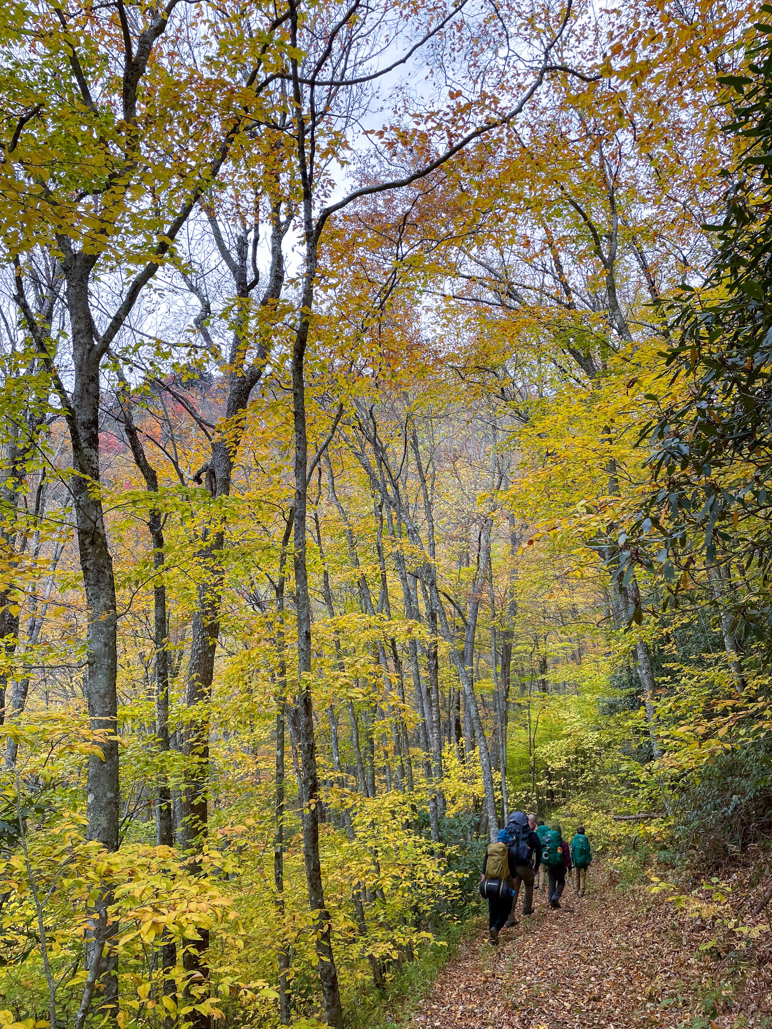 The author's group of hikers heads home from Kephart Shelter, a lean-to found along a trail on the North Carolina side of the park. The trees offer one last celebration of fall’s fireworks. Image credit: Jeffrey Rose, edits by Rachel Lense for The S