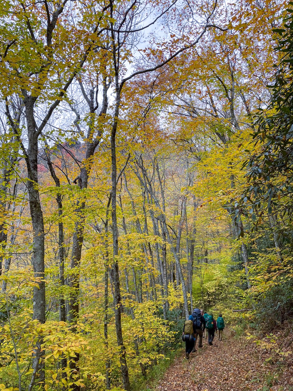  The author's group of hikers heads home from Kephart Shelter, a lean-to found along a trail on the North Carolina side of the park. The trees offer one last celebration of fall’s fireworks. Image credit: Jeffrey Rose, edits by Rachel Lense for The S