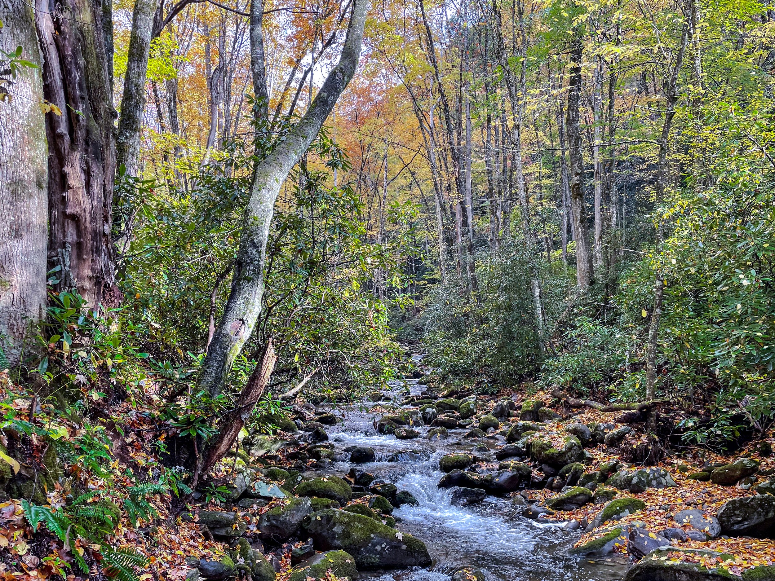  Water flows through creeks along the valley floor and into the Oconaluftee River, a major river running through nearby Cherokee land. Image credit: Jeffrey Rose, edits by Rachel Lense for The Science Writer 