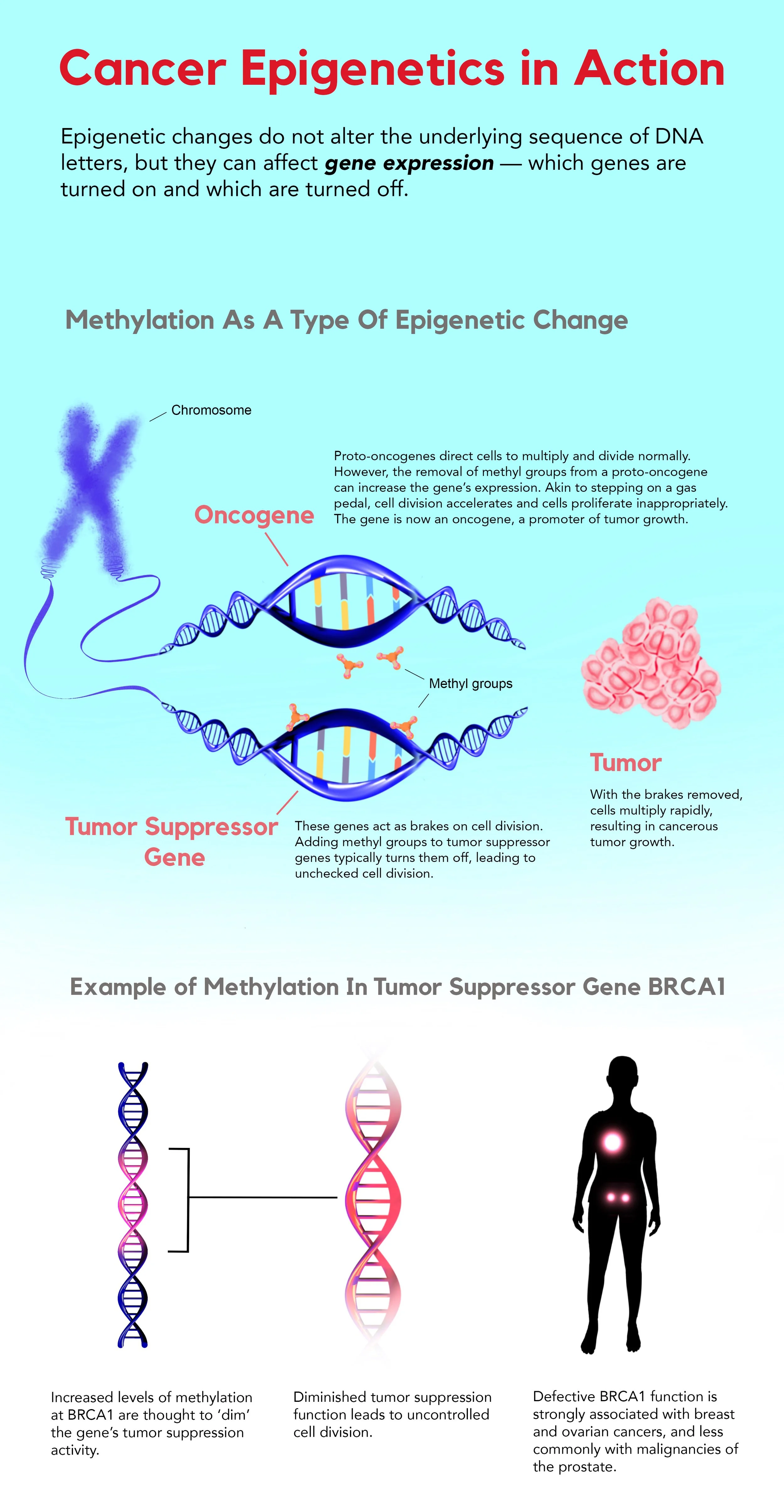 Cancer Riddled Organ The Riddle of Cancer Development — The Science Writer
