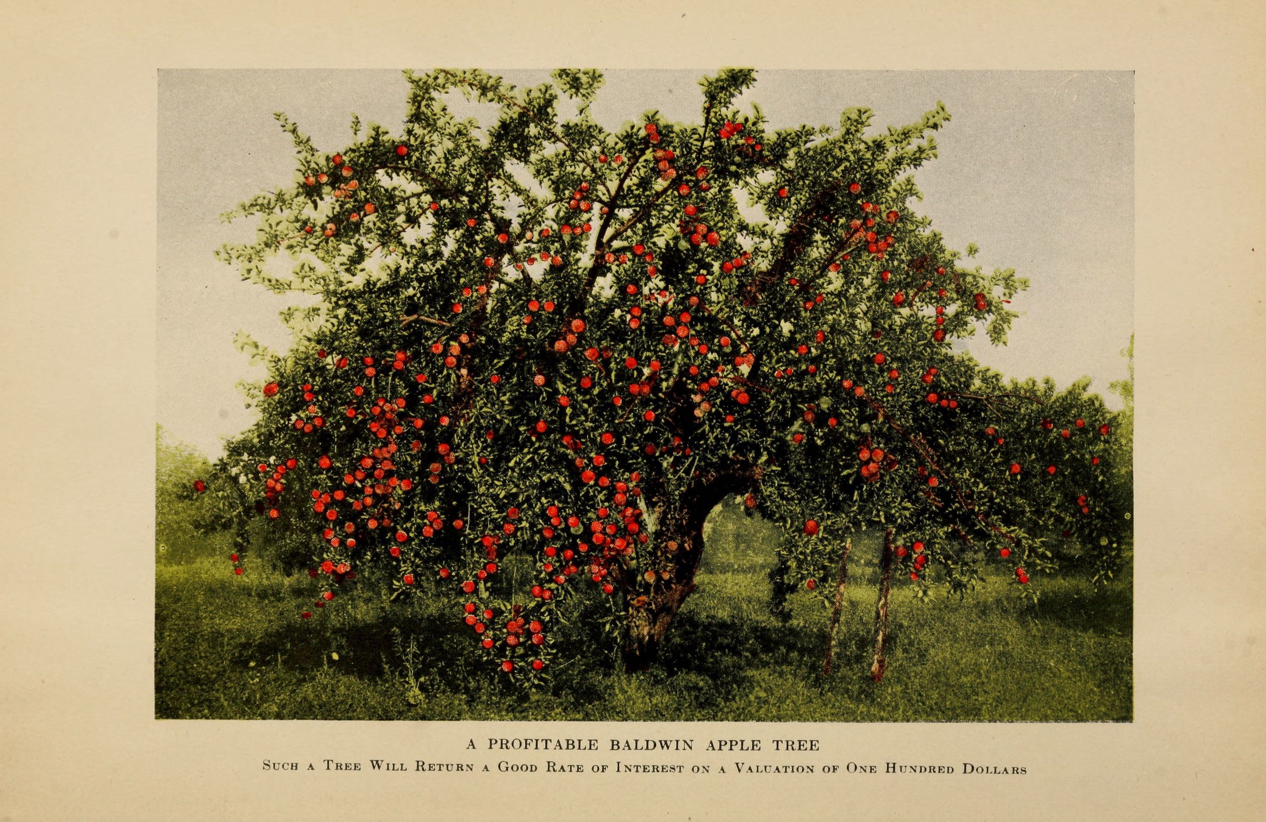 Apple maturity in Montana - Western Agricultural Research Center