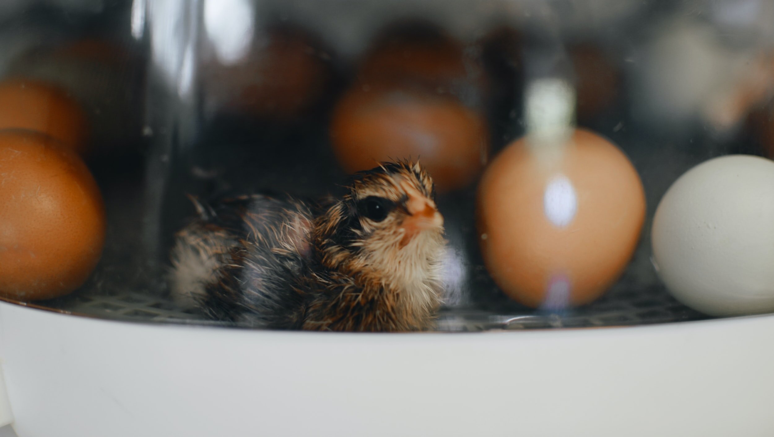 Customer First or Investor First: The Startup Chicken or Egg Conundrum