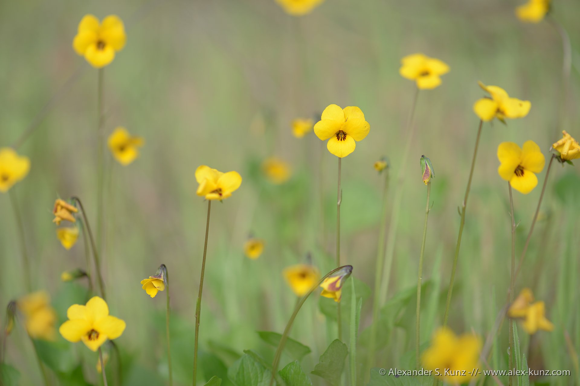 GOLDEN VIOLA