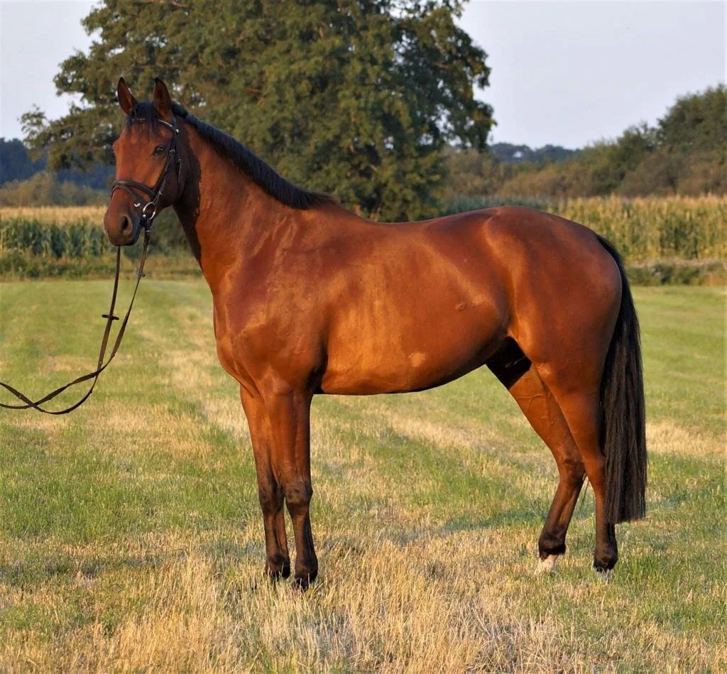 SOLD - A la Quattro S