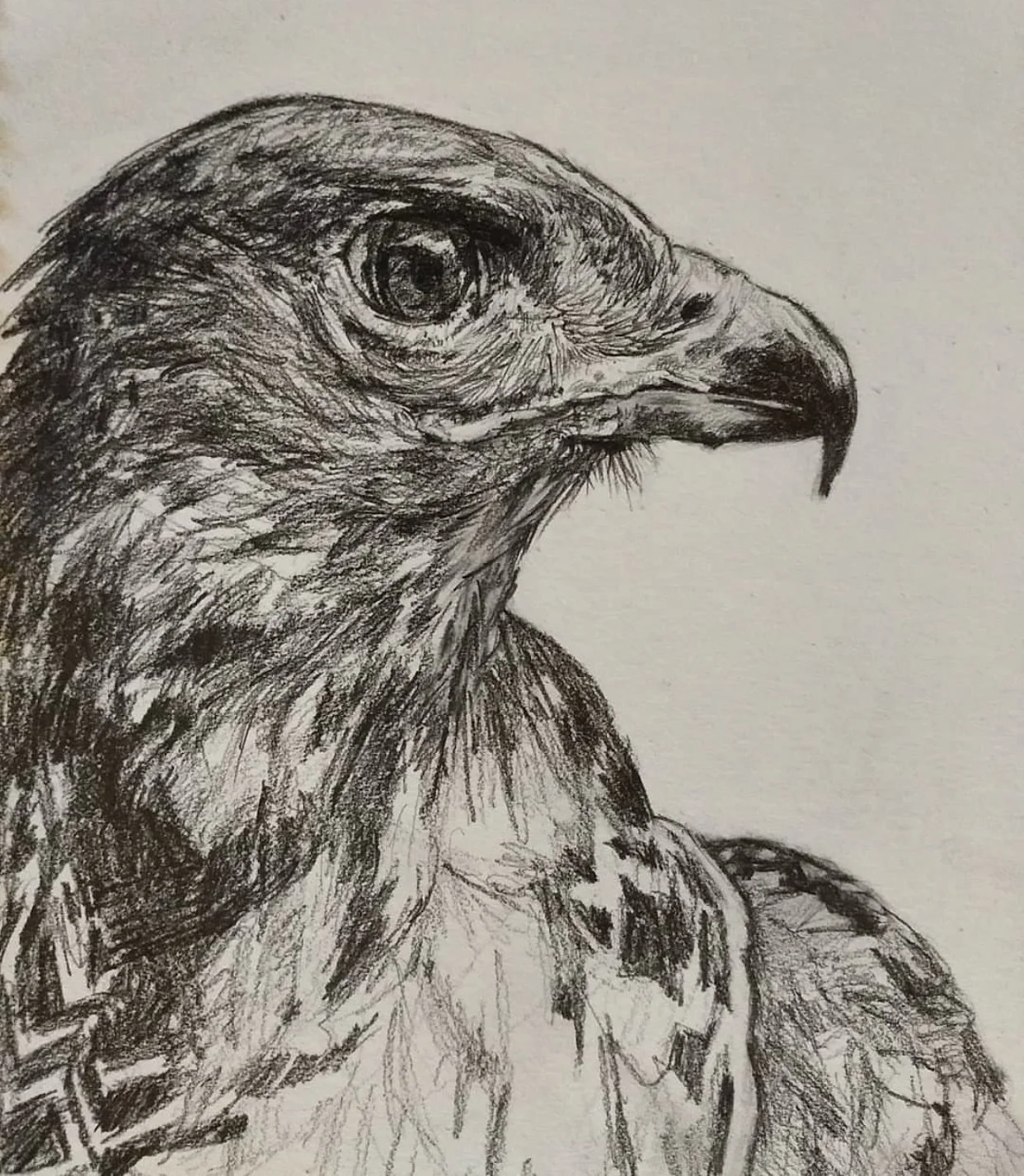 falcon drawing.jpg