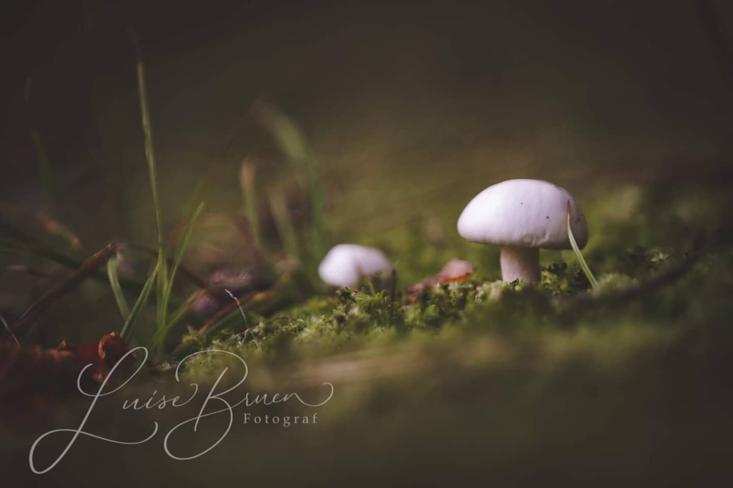 #photography #autumn #shrooms #mushrooms #newterritories