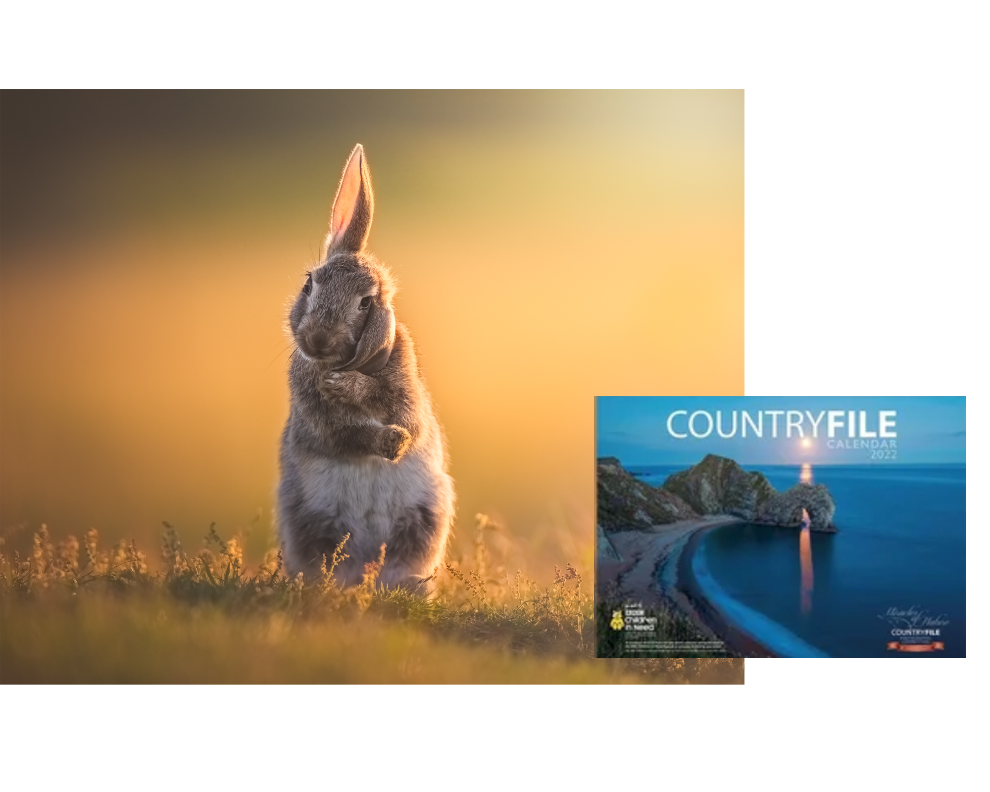 A rabbit standing on its hind legs in a grassy field during sunset, with a countryside calendar partially overlapping the right side of the image.