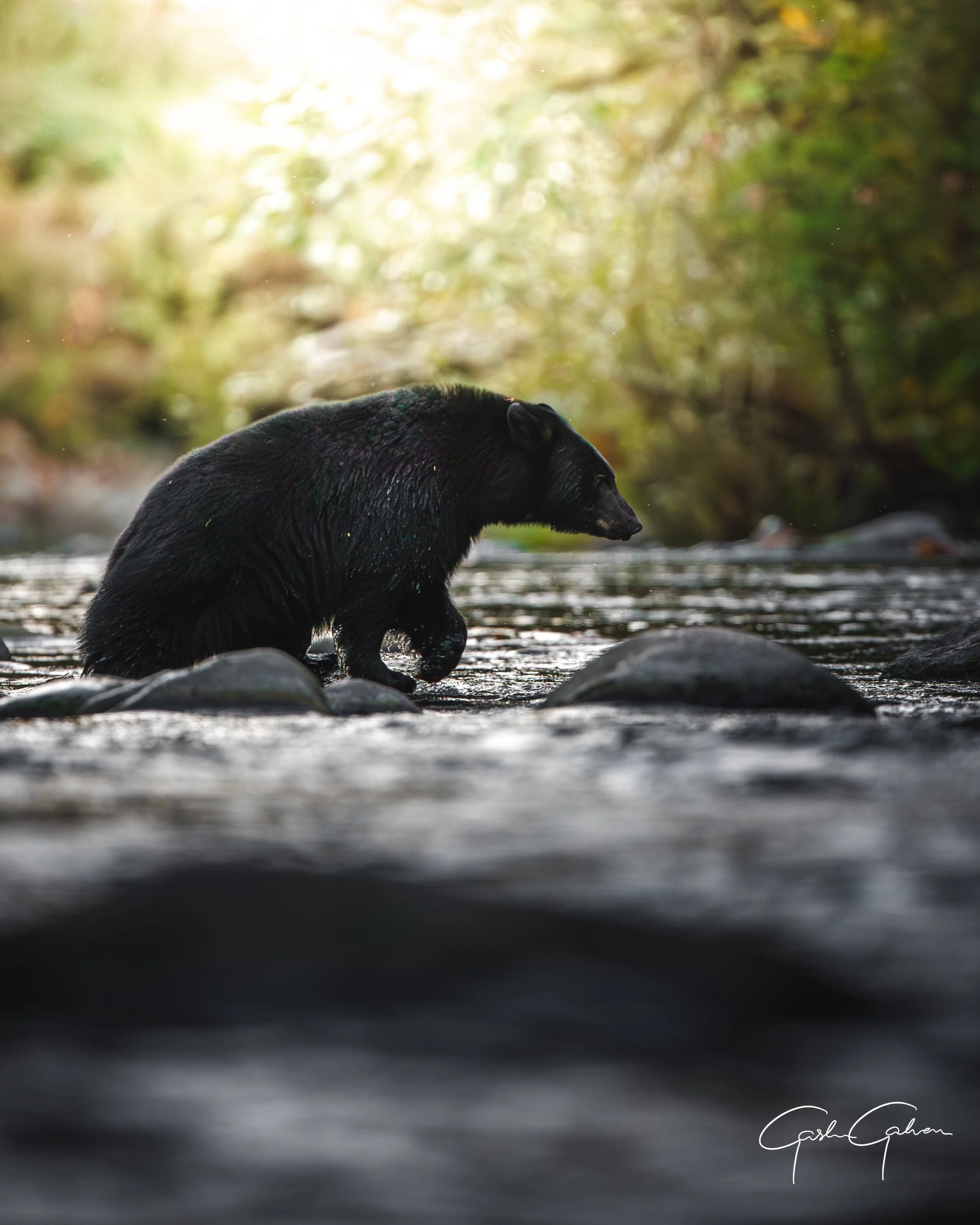 Black Bear crossing river | Canada.jpg