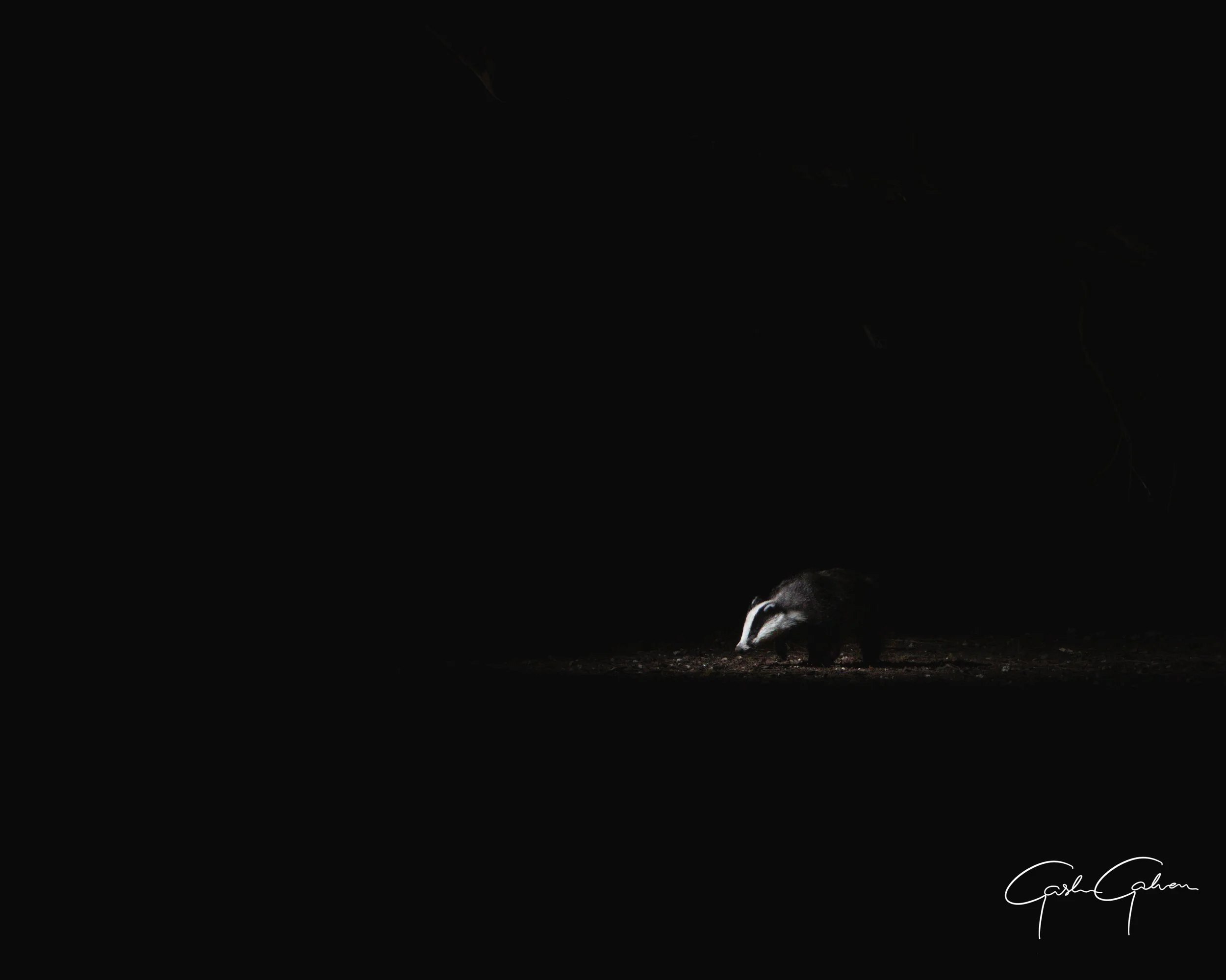 Bader caught on camera trap | UK.jpg