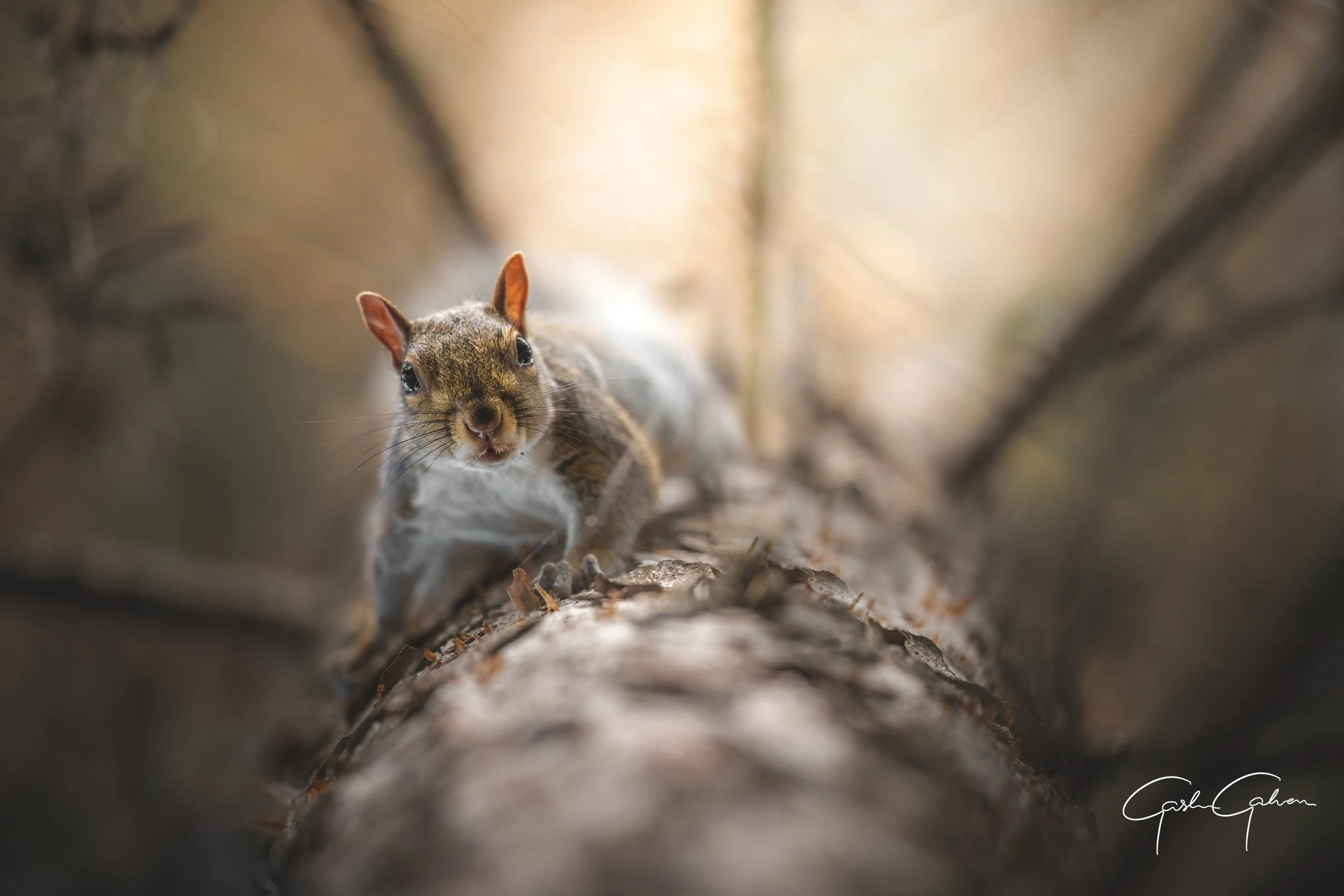 Close-up of a squirrel on a tree trunk, looking directly at the camera, with blurred branches in the background.