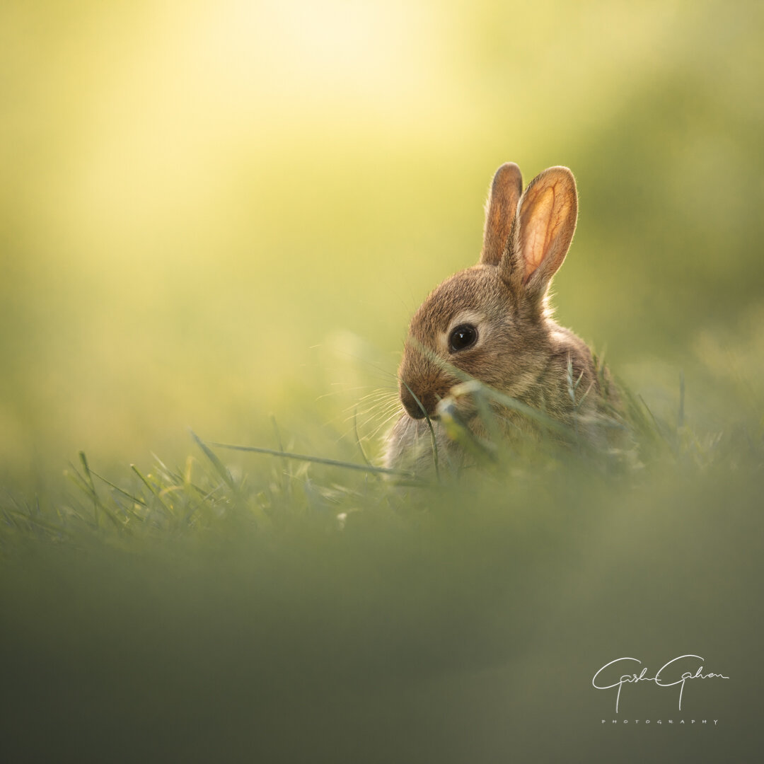 A small brown rabbit with upright ears sitting on green grass against a soft yellow and green blurred background.