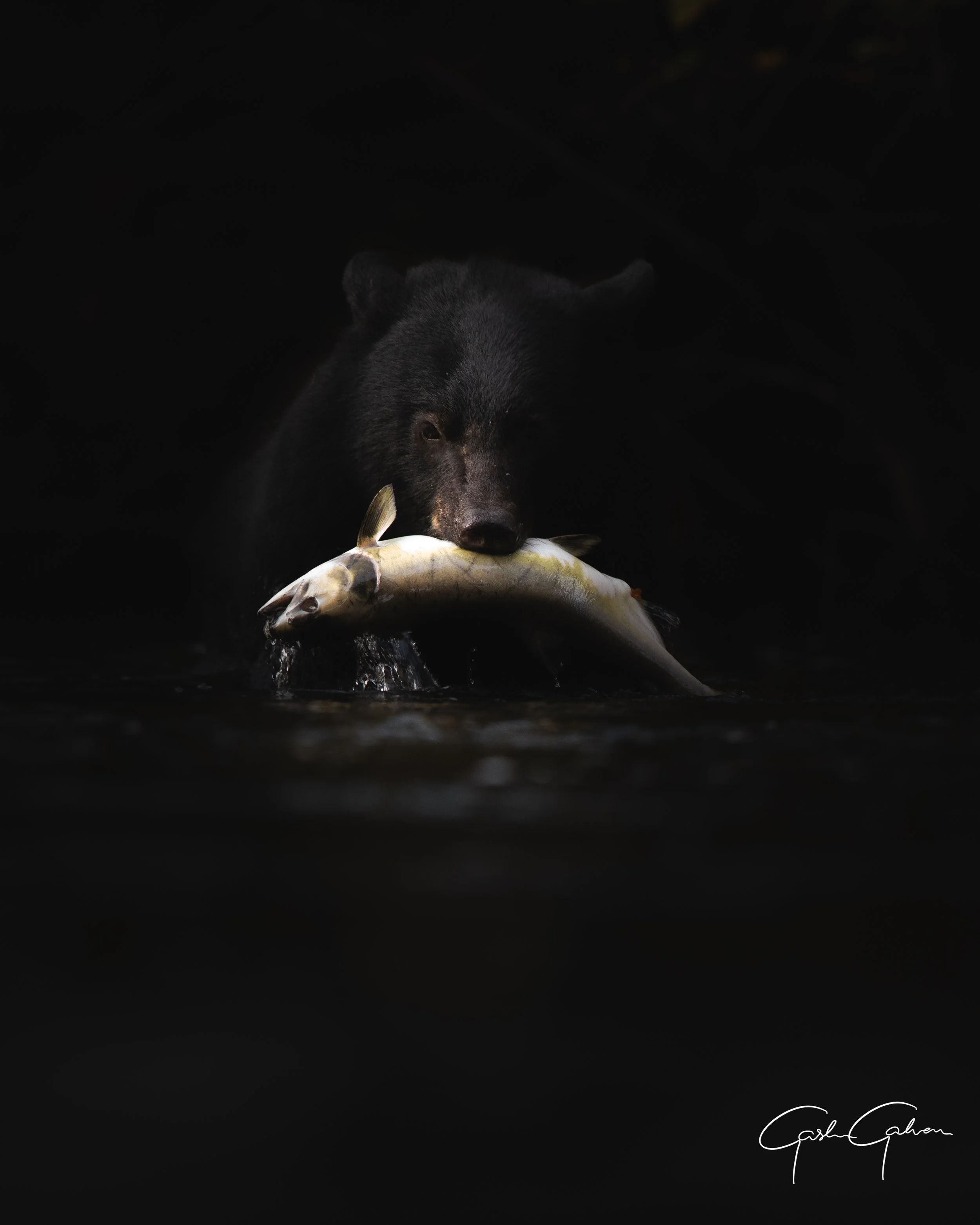 Black Bear with Salmon | Canada.jpg