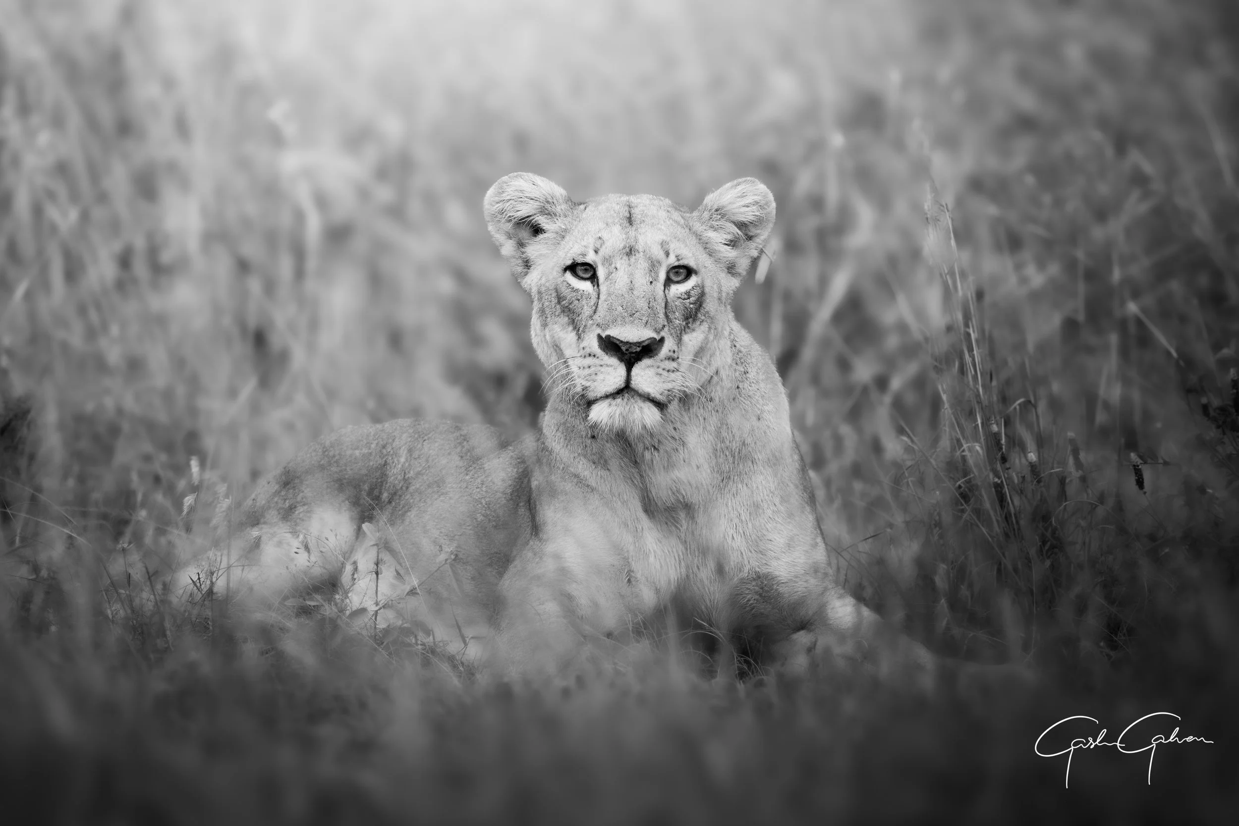 Lioness resting after a a failed hunt in Nairobi national park | Kenya.jpg