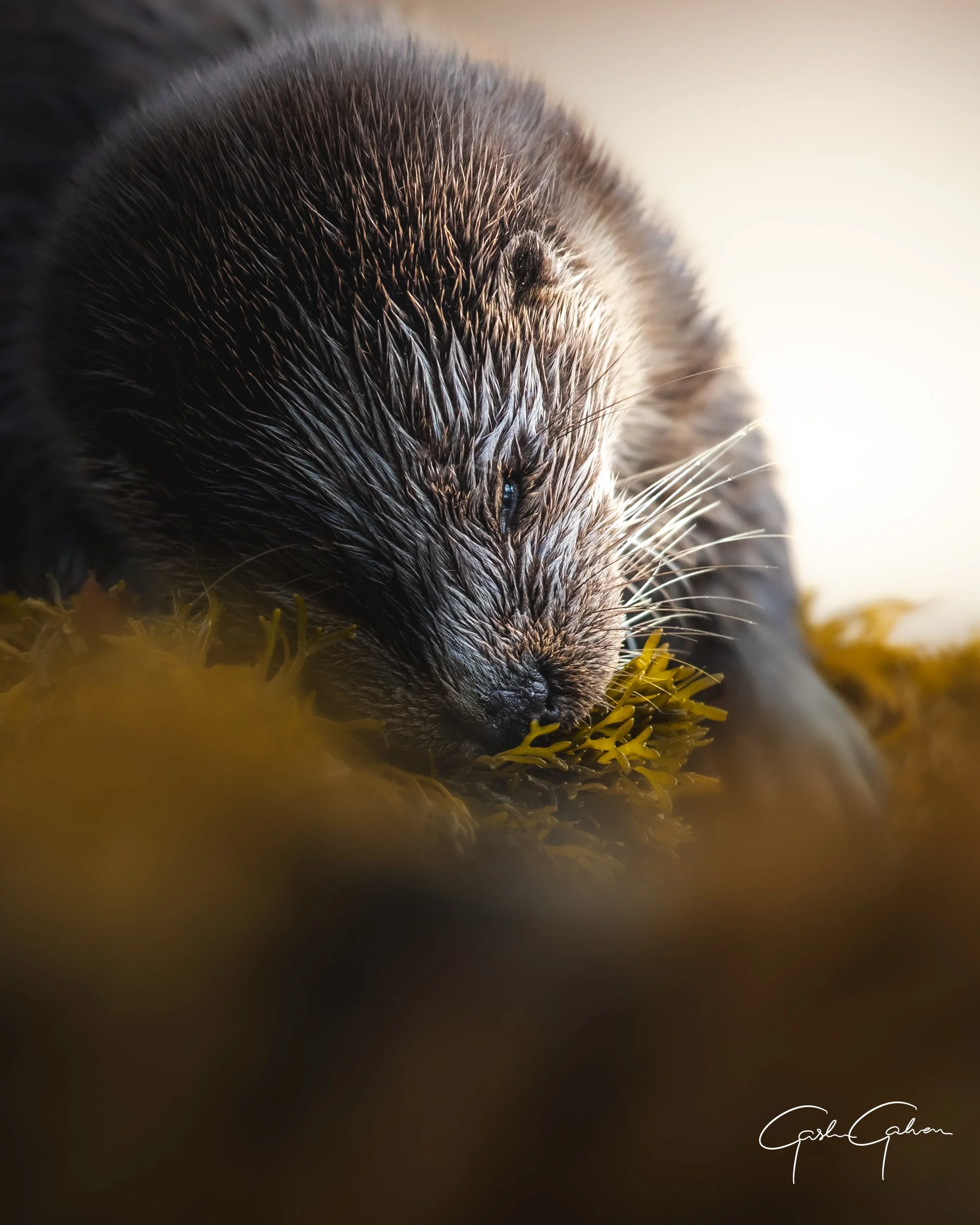 Close-up of an otter resting with its eyes partially closed, lying on a bed of yellowish-green seaweed.