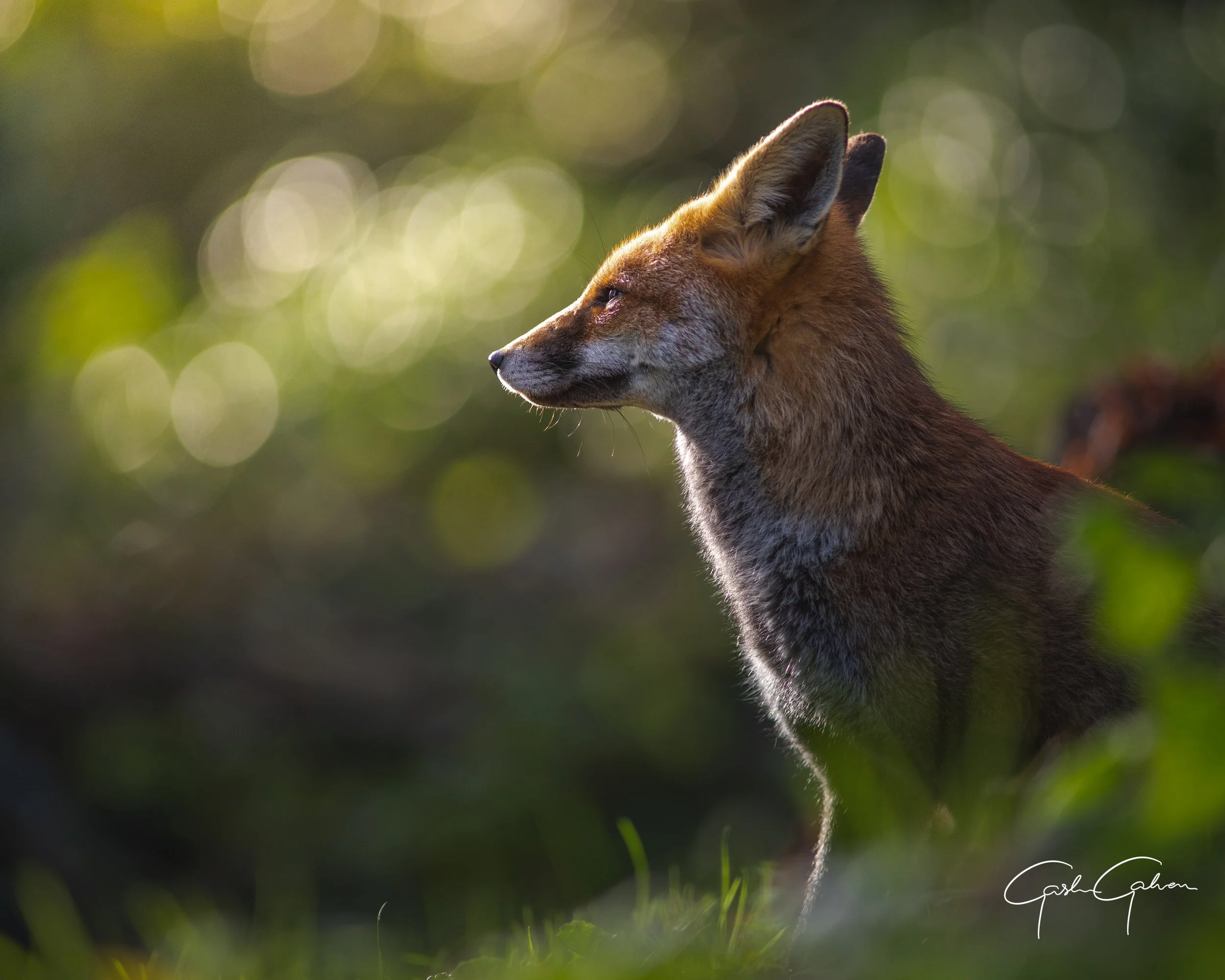 A coyote standing outdoors on green grass with a blurred background of trees and sunlight.