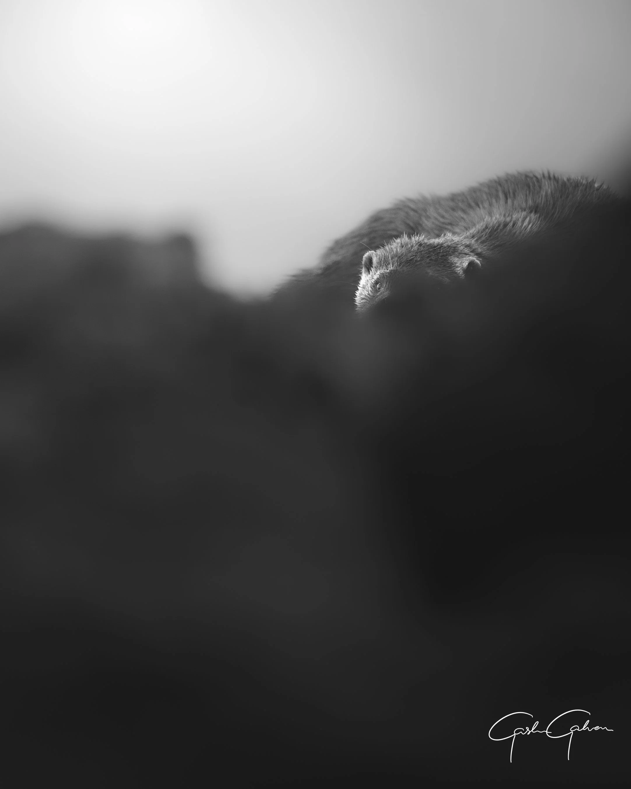 Black and white photograph of a small rodent, possibly a mole, peeking over a dark foreground with blurred background, signature in lower right corner.