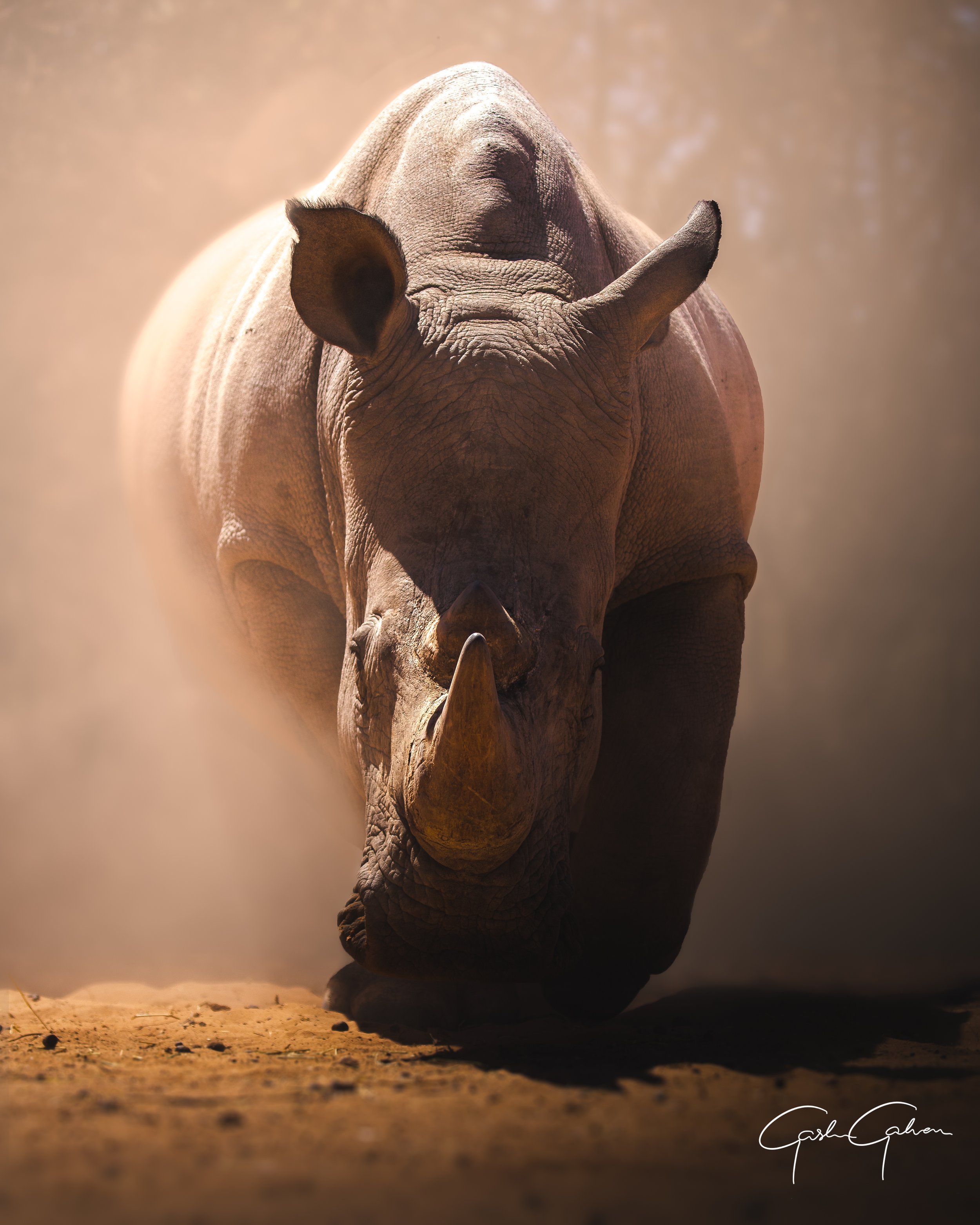 Charging White Rhino | Namibia.jpg