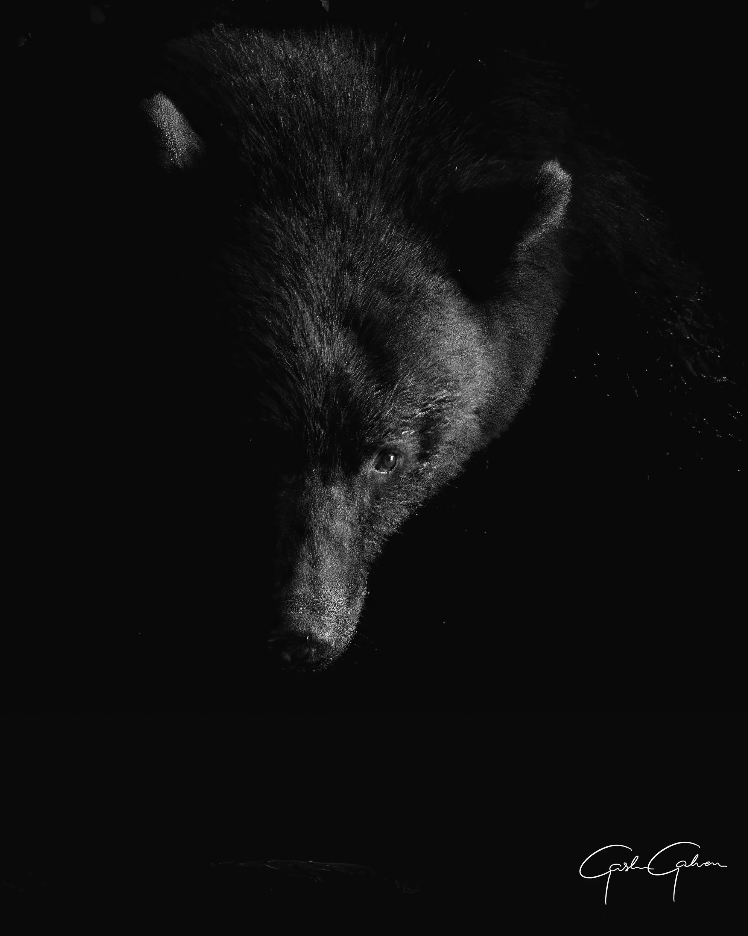 Black Bear coming out of the shadows on the banks of the river | Canada.jpg