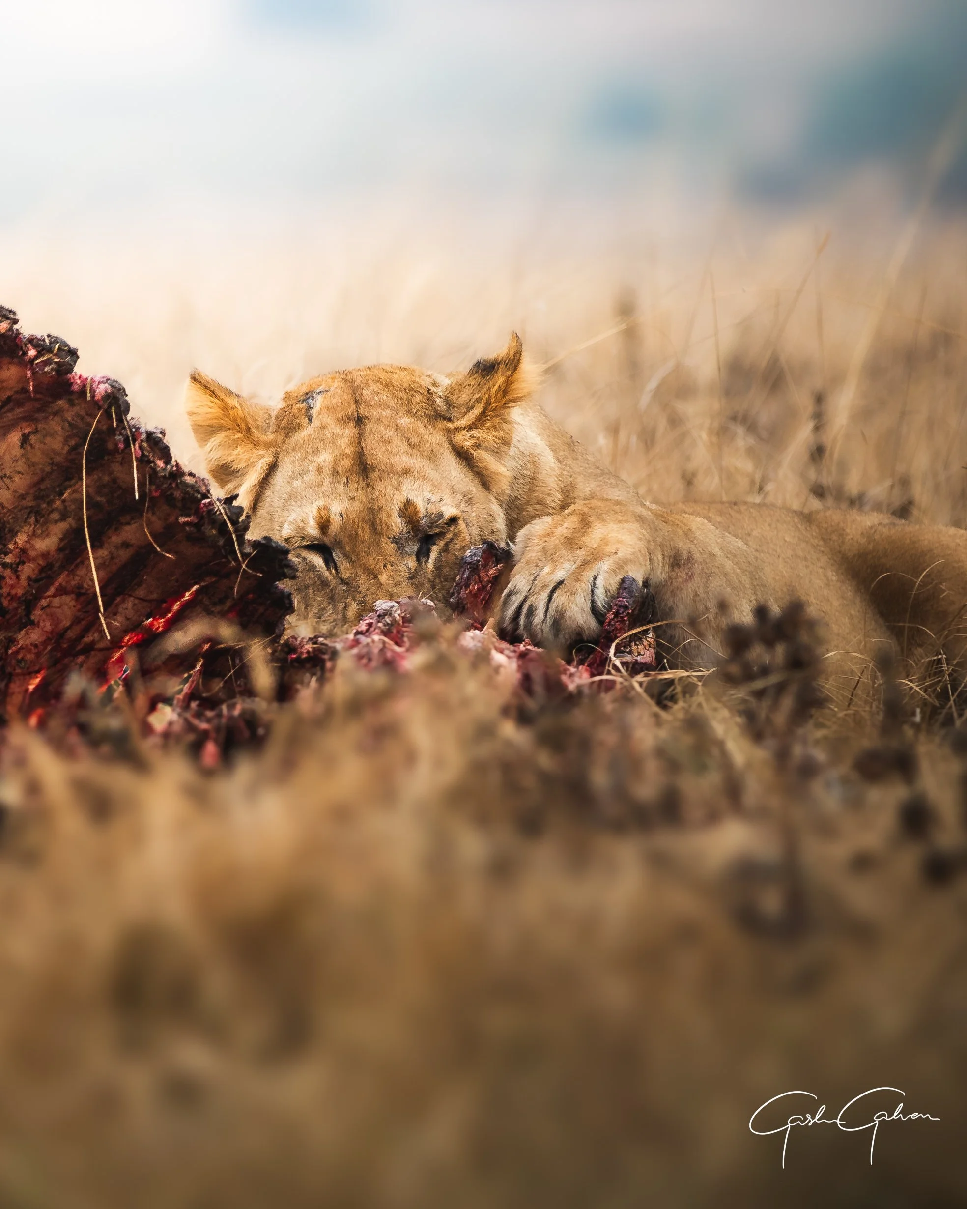 Lioness taking the last bites of a kill in Akagera | Rwanda.jpg