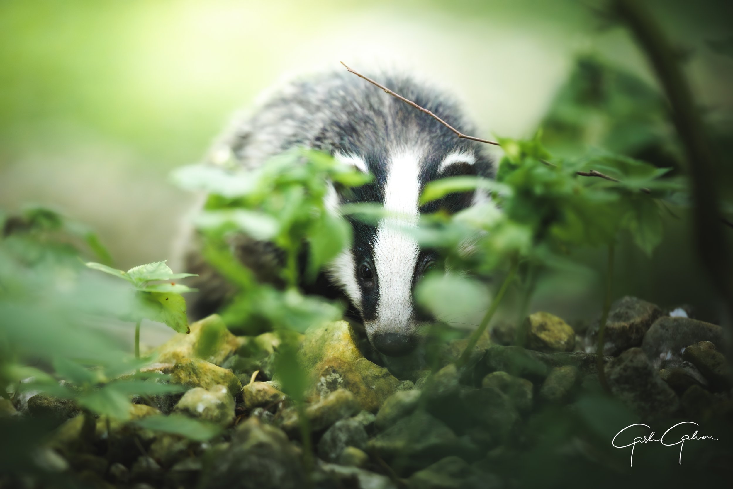 A young badger emerging from green foliage on rocky ground.