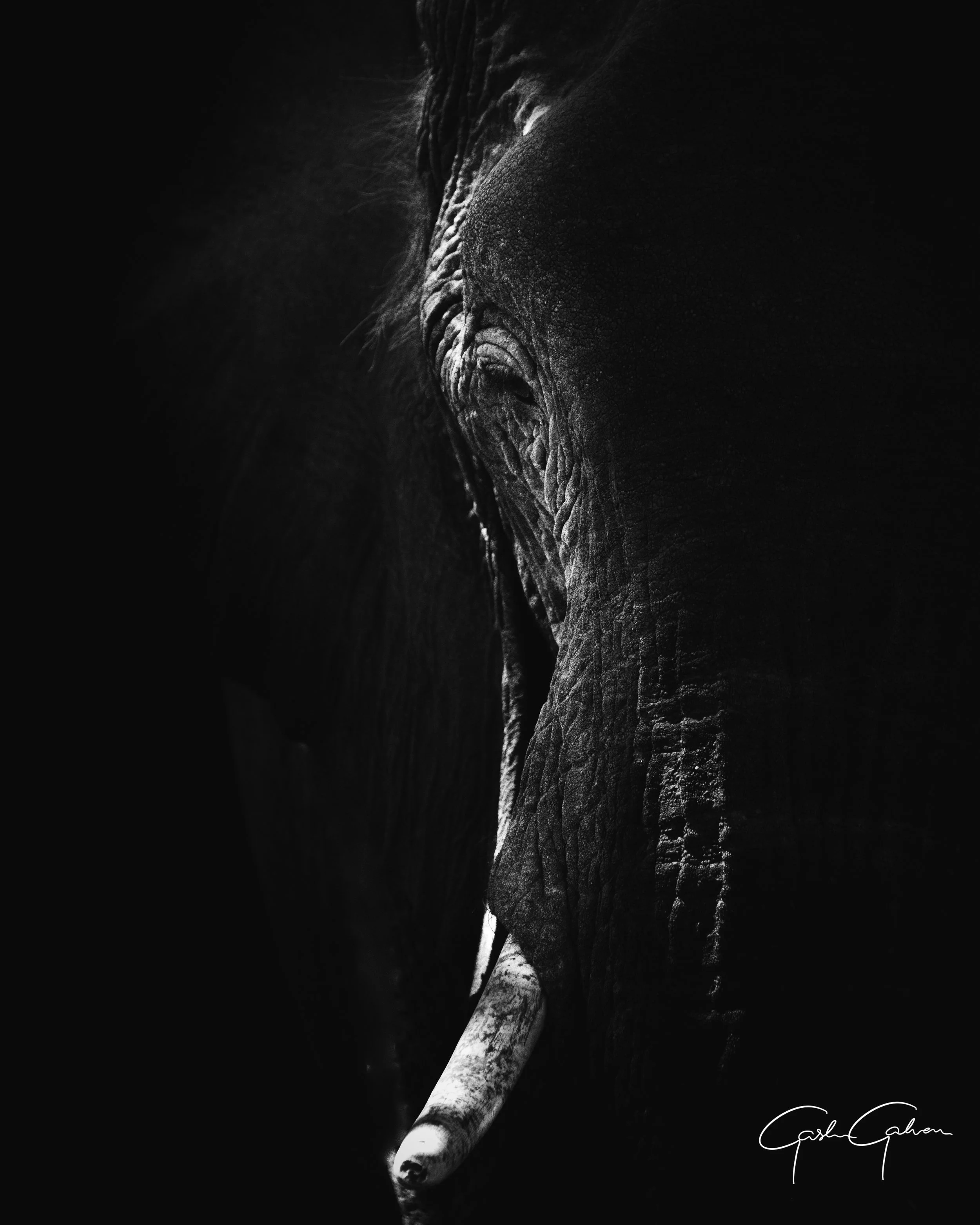 An Elephant in the shadows of the riverbed | Namibia.jpg