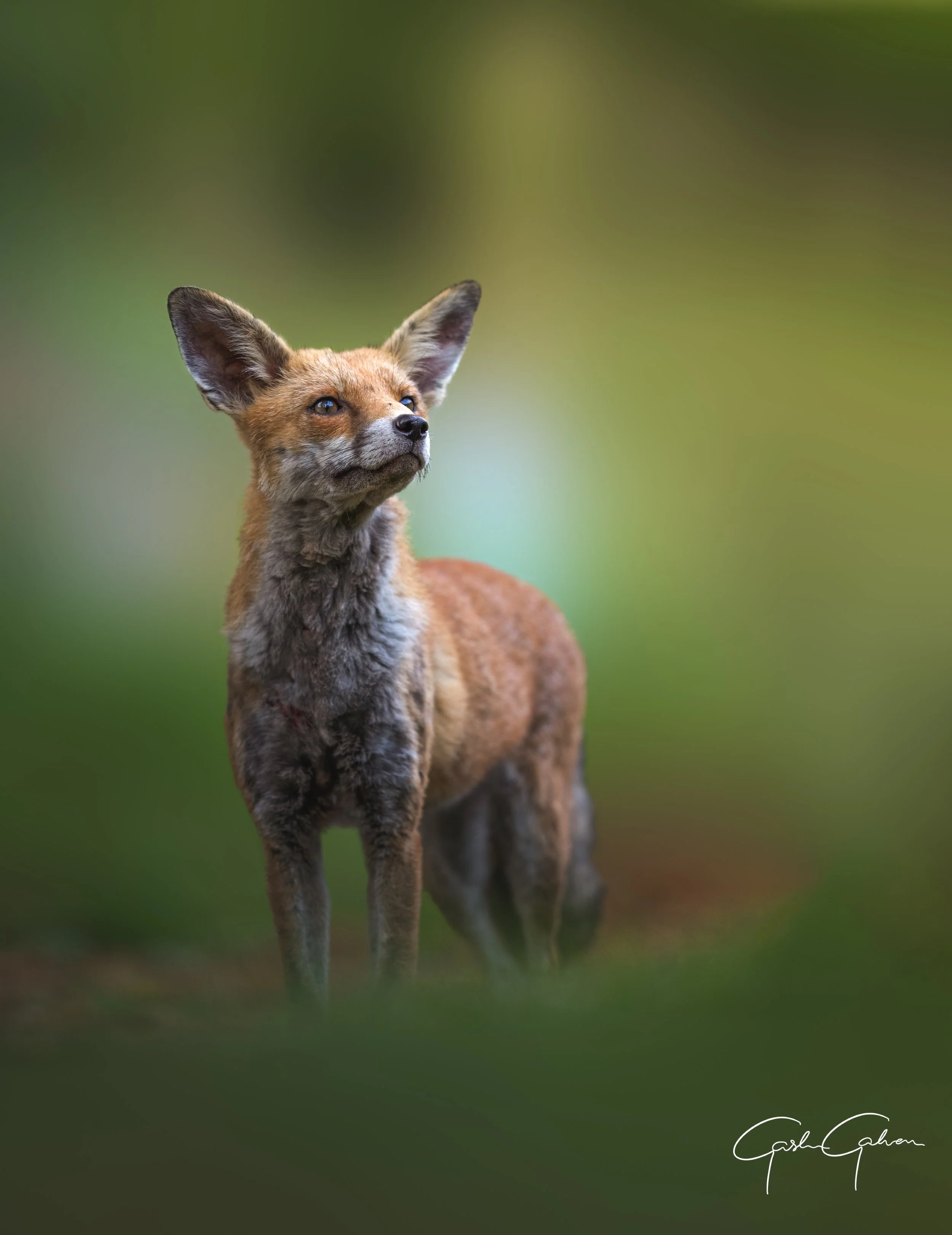A fox standing outdoors in a natural setting with a blurred green background.