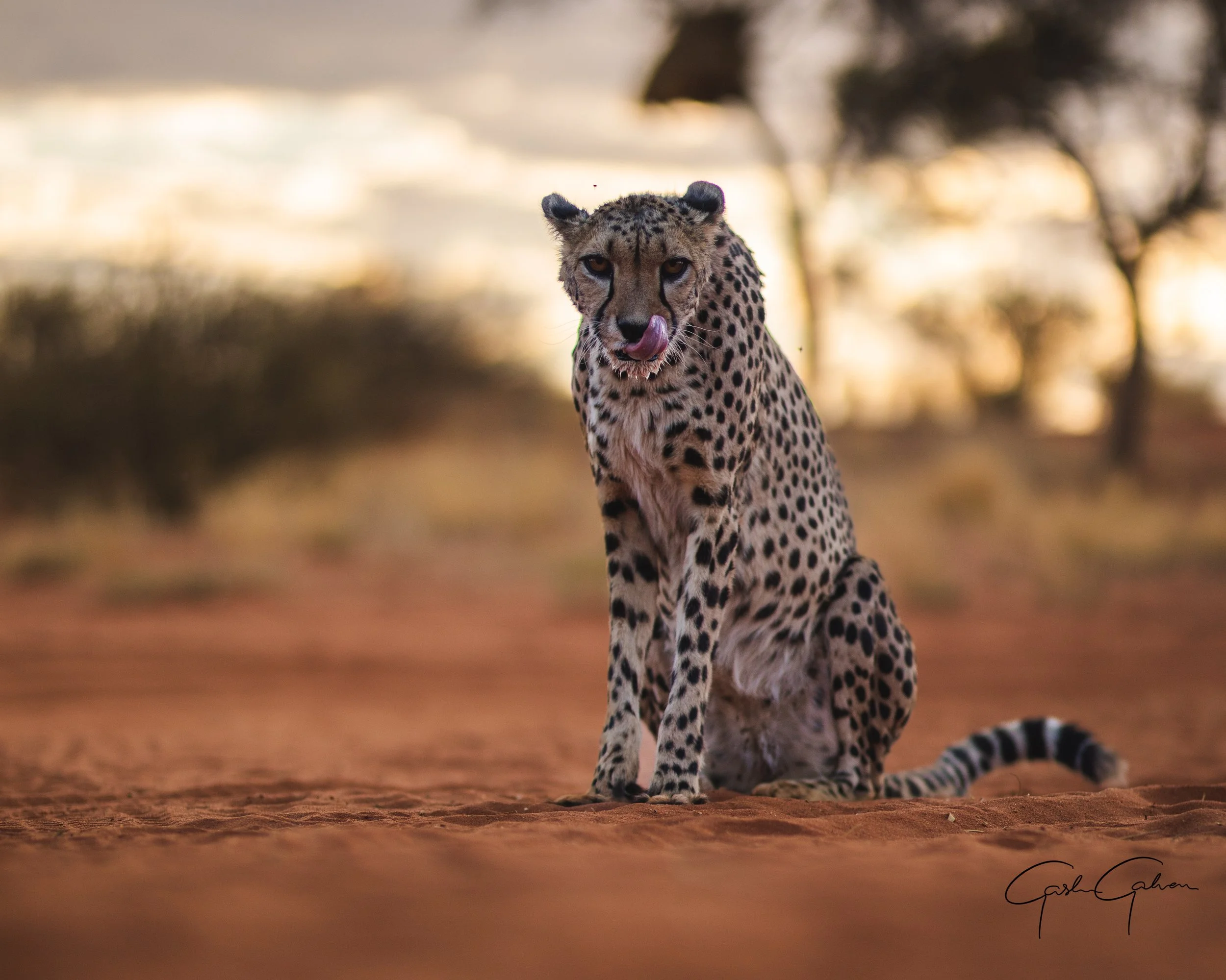 Cheetah licking its lips after a meal | Namibia.jpg