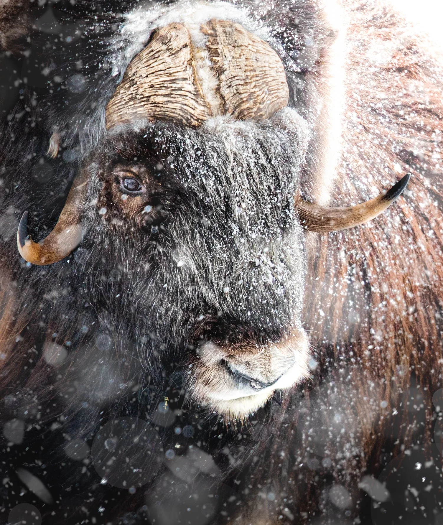 Musk ox in the snow | Norway.jpg